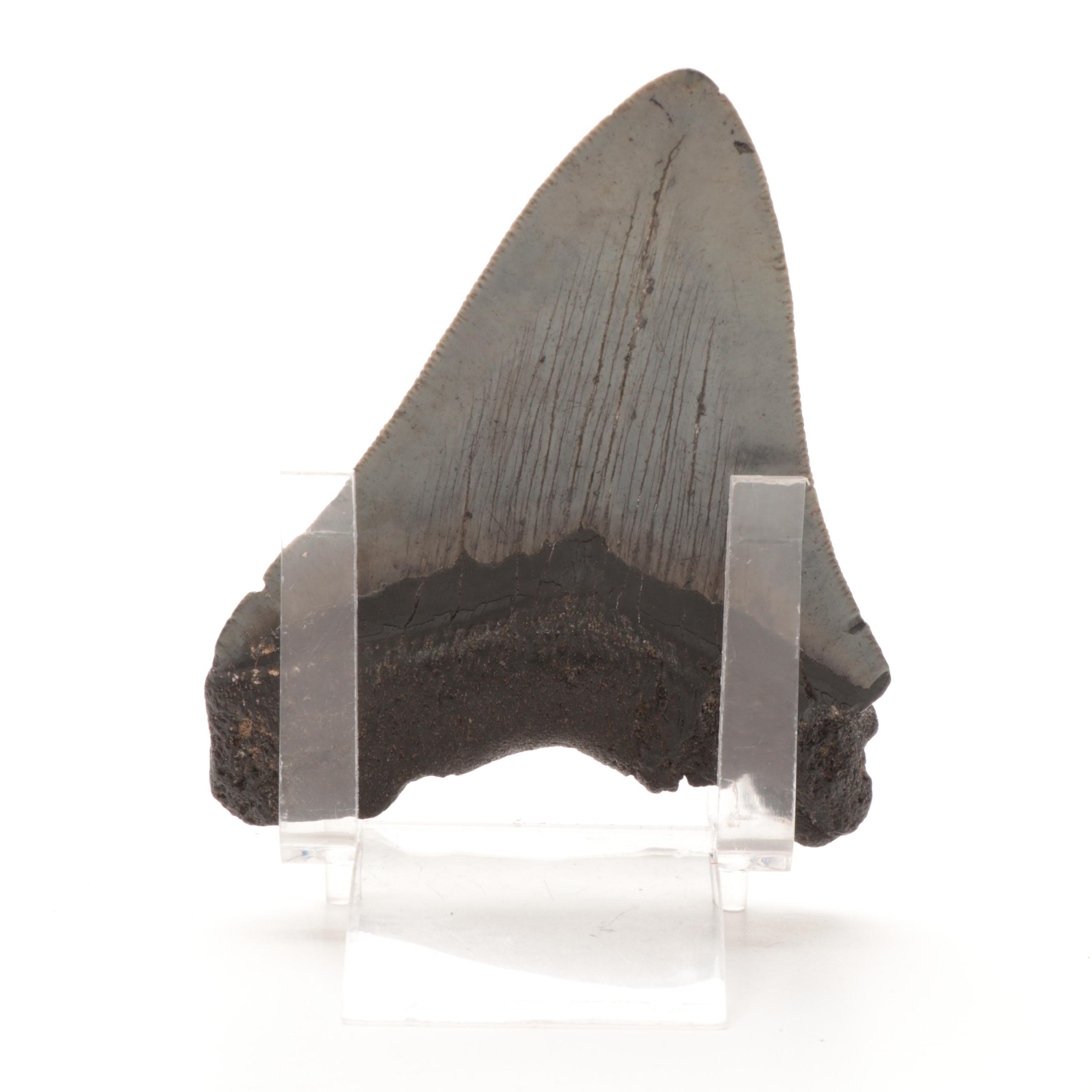 Fossilized Megalodon Tooth Specimen with Stand