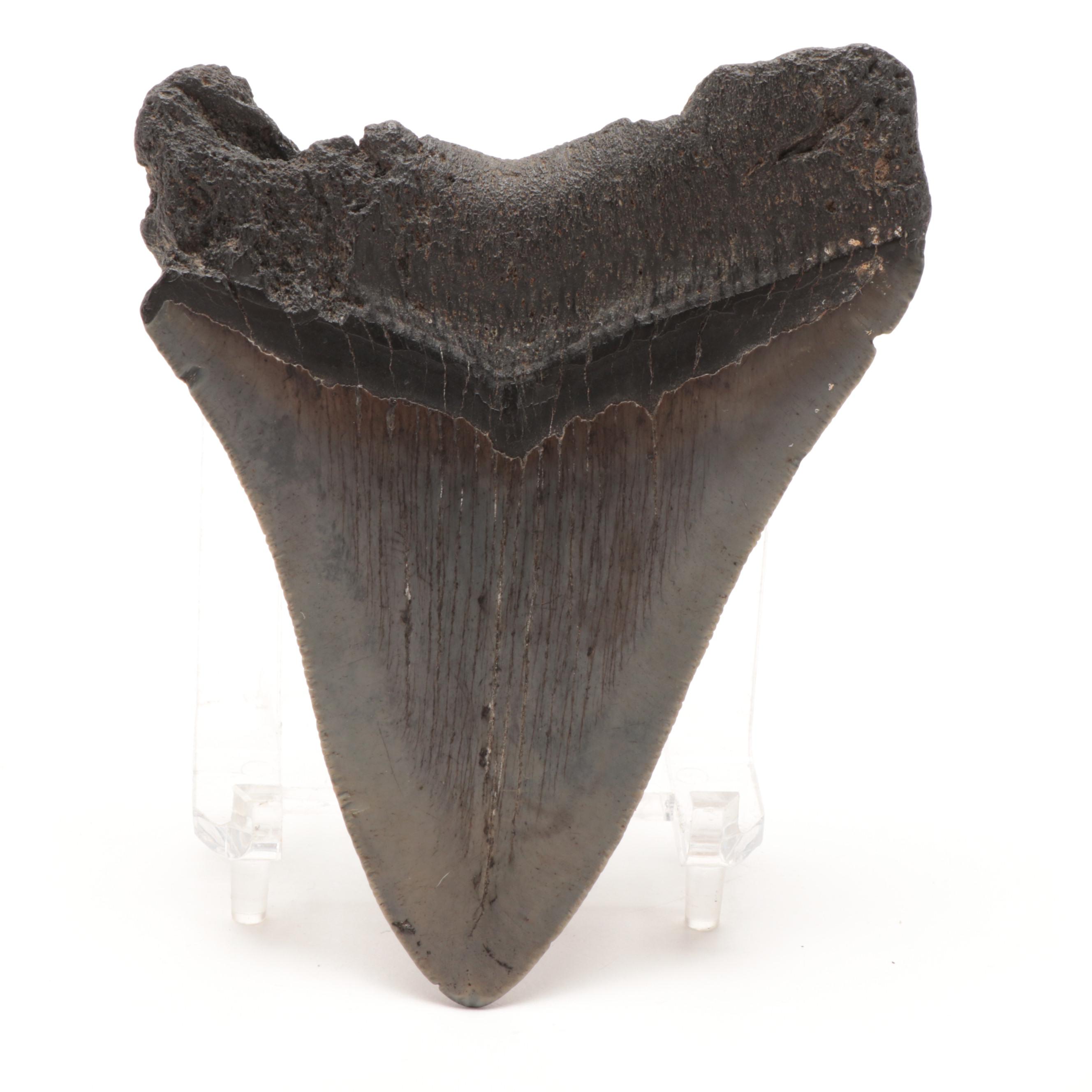 Fossilized Megalodon Tooth Specimen with Stand
