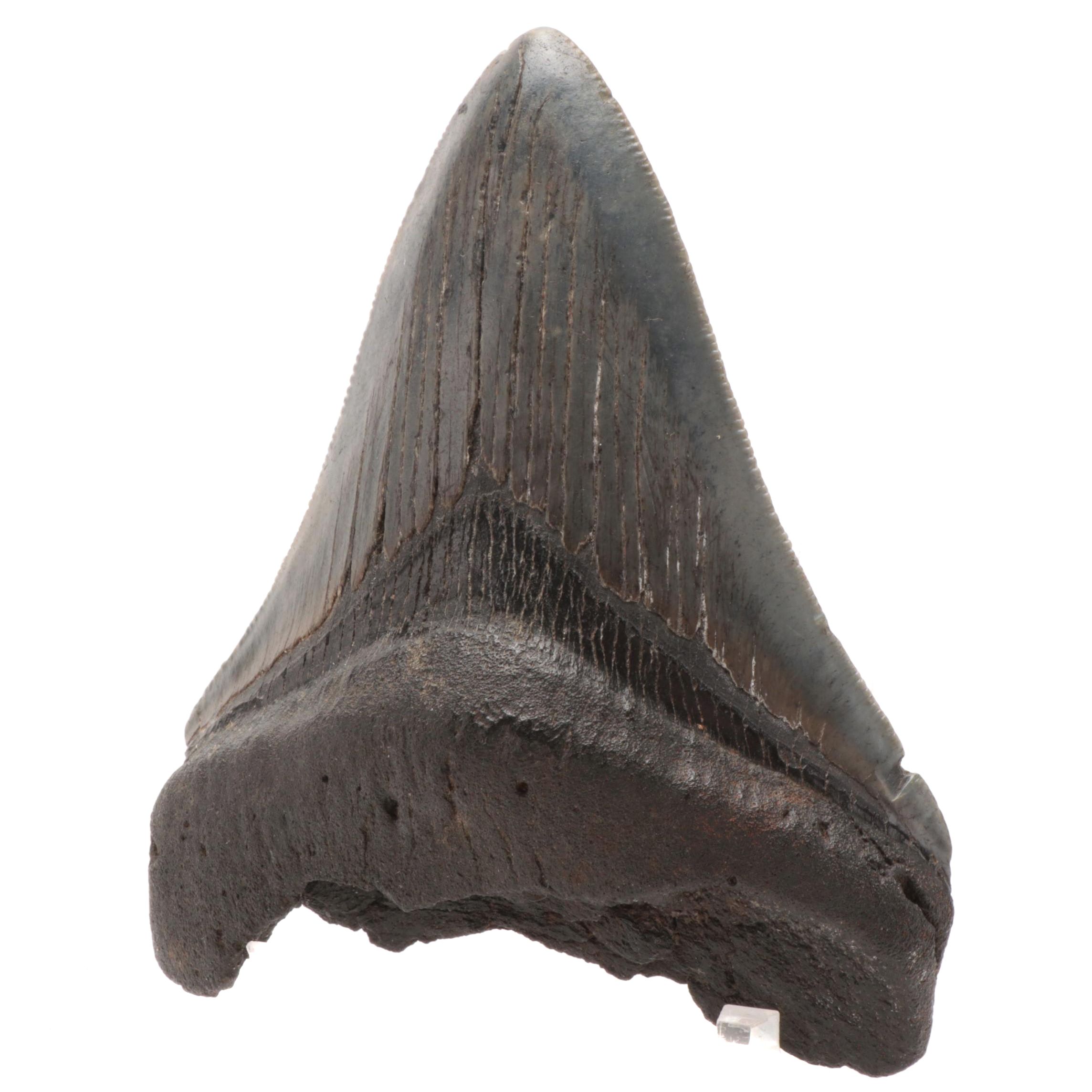 Fossilized Megalodon Tooth Specimen with Stand