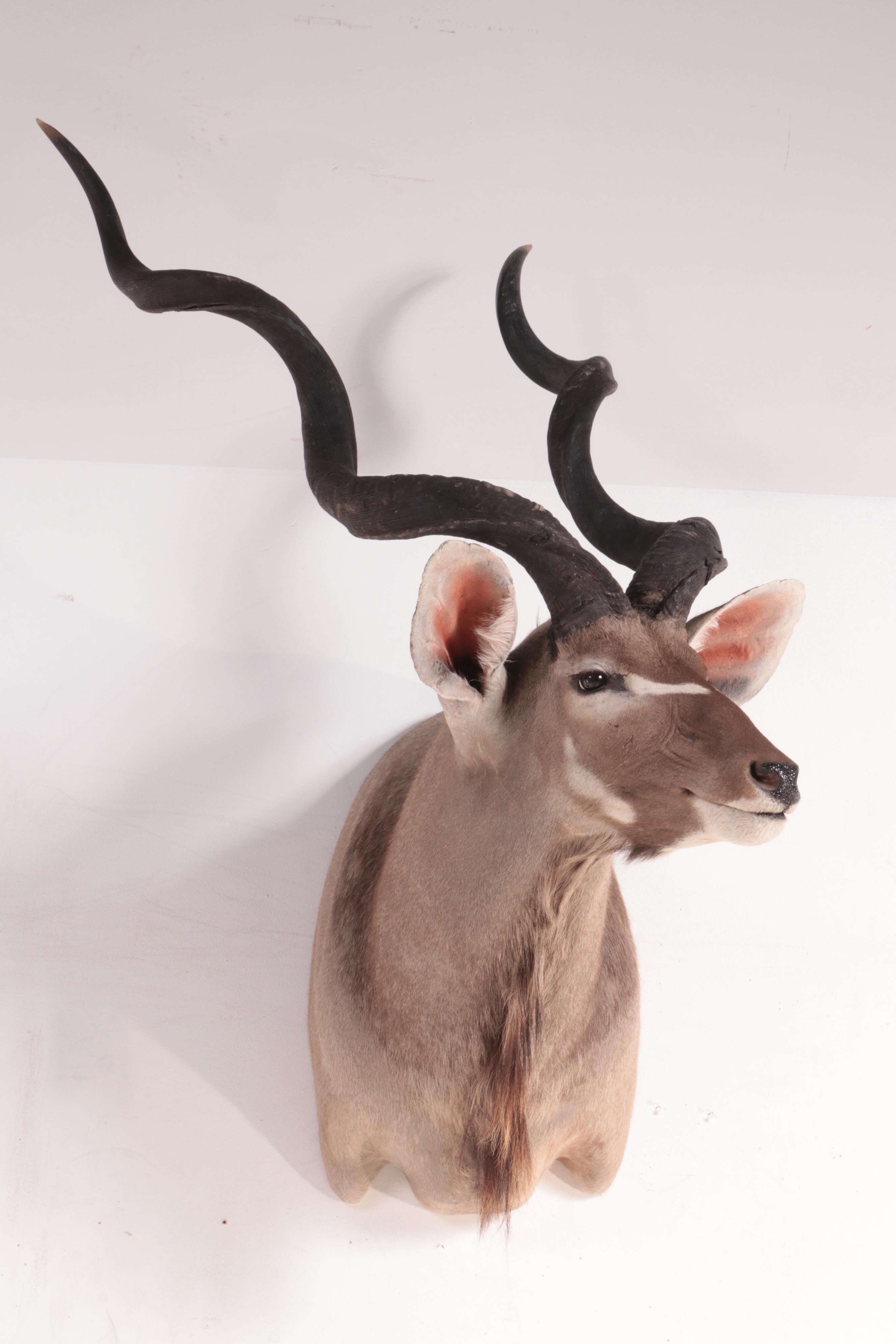 Lesser Kudu Shoulder Mount Taxidermy