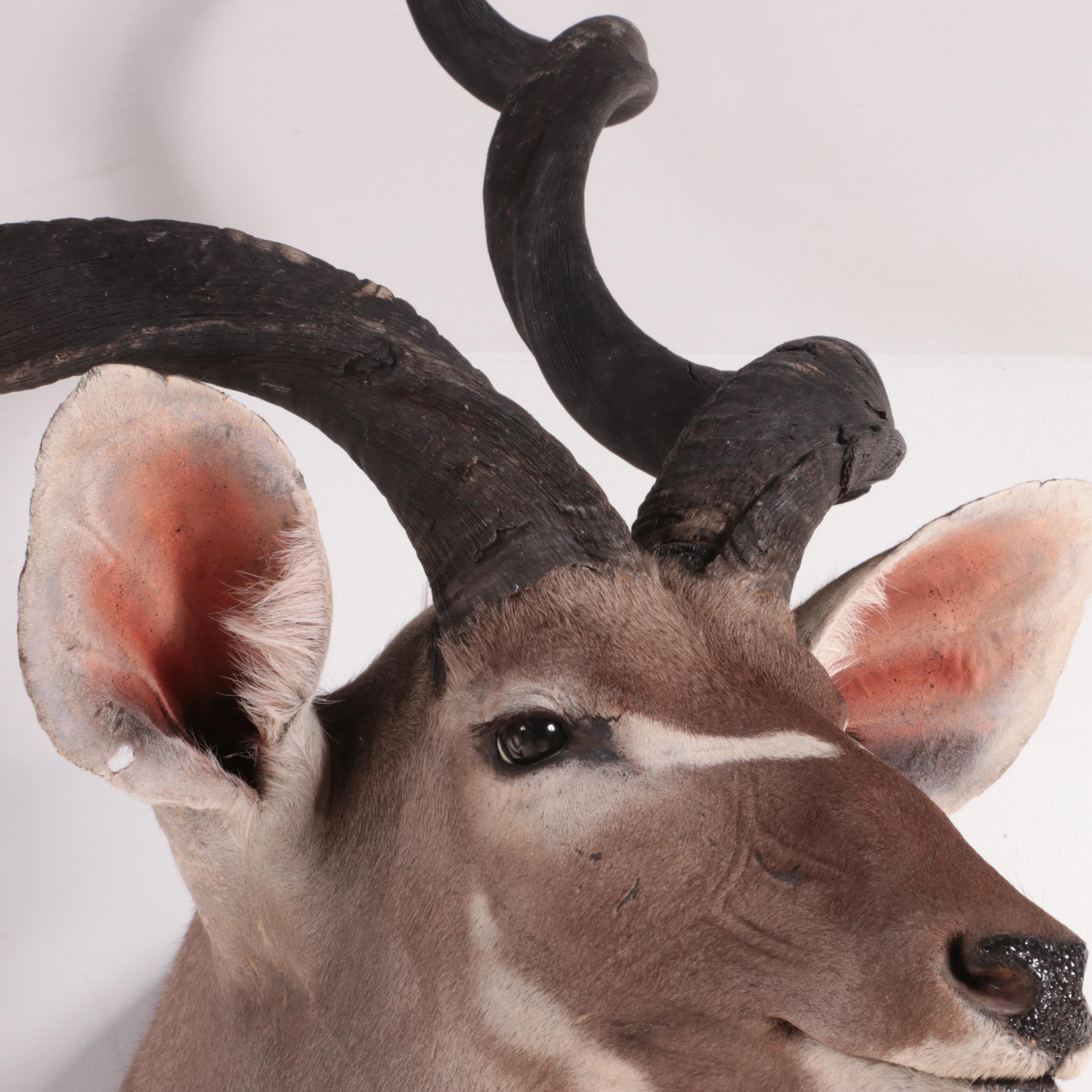 Lesser Kudu Shoulder Mount Taxidermy