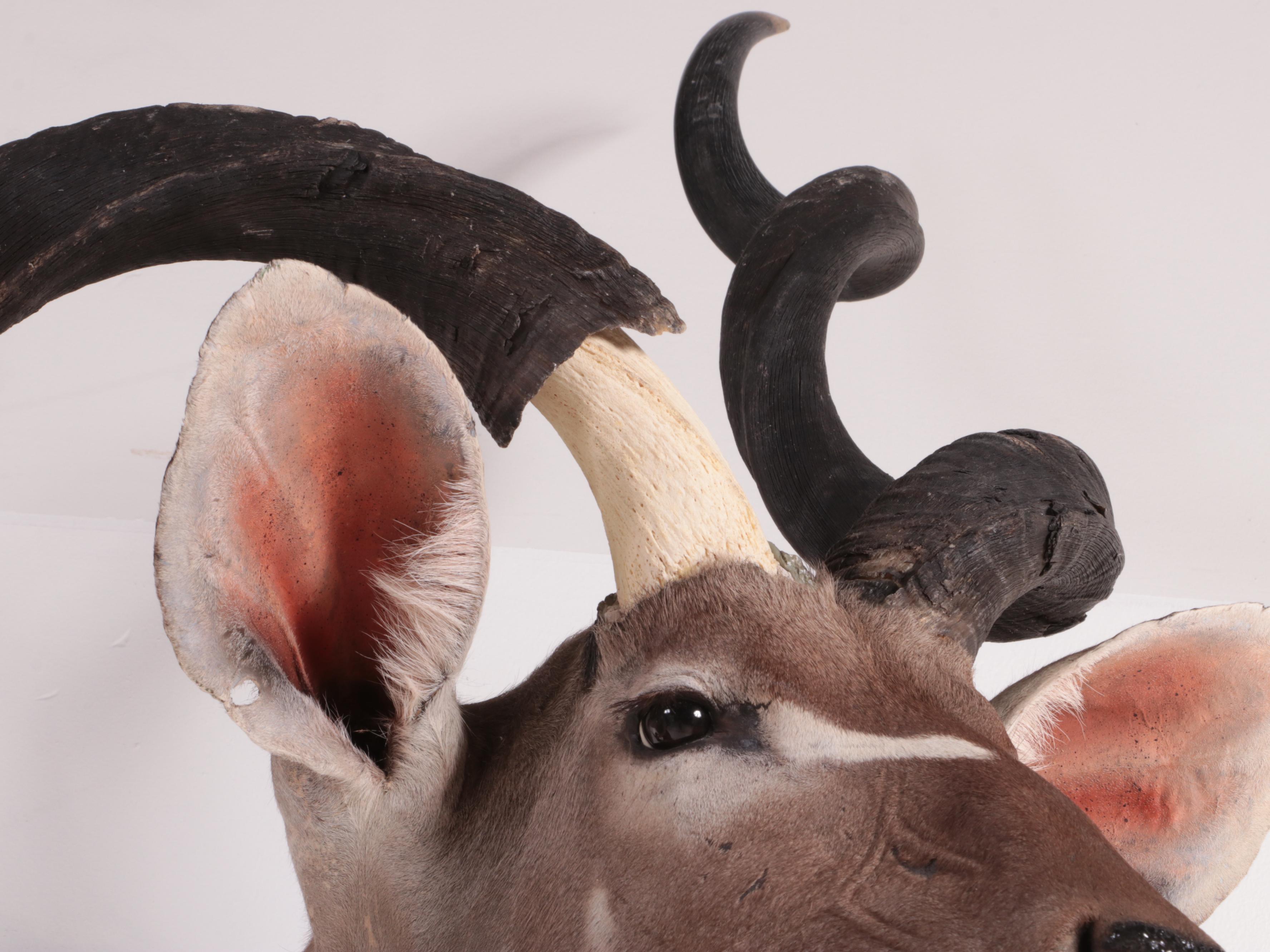 Lesser Kudu Shoulder Mount Taxidermy