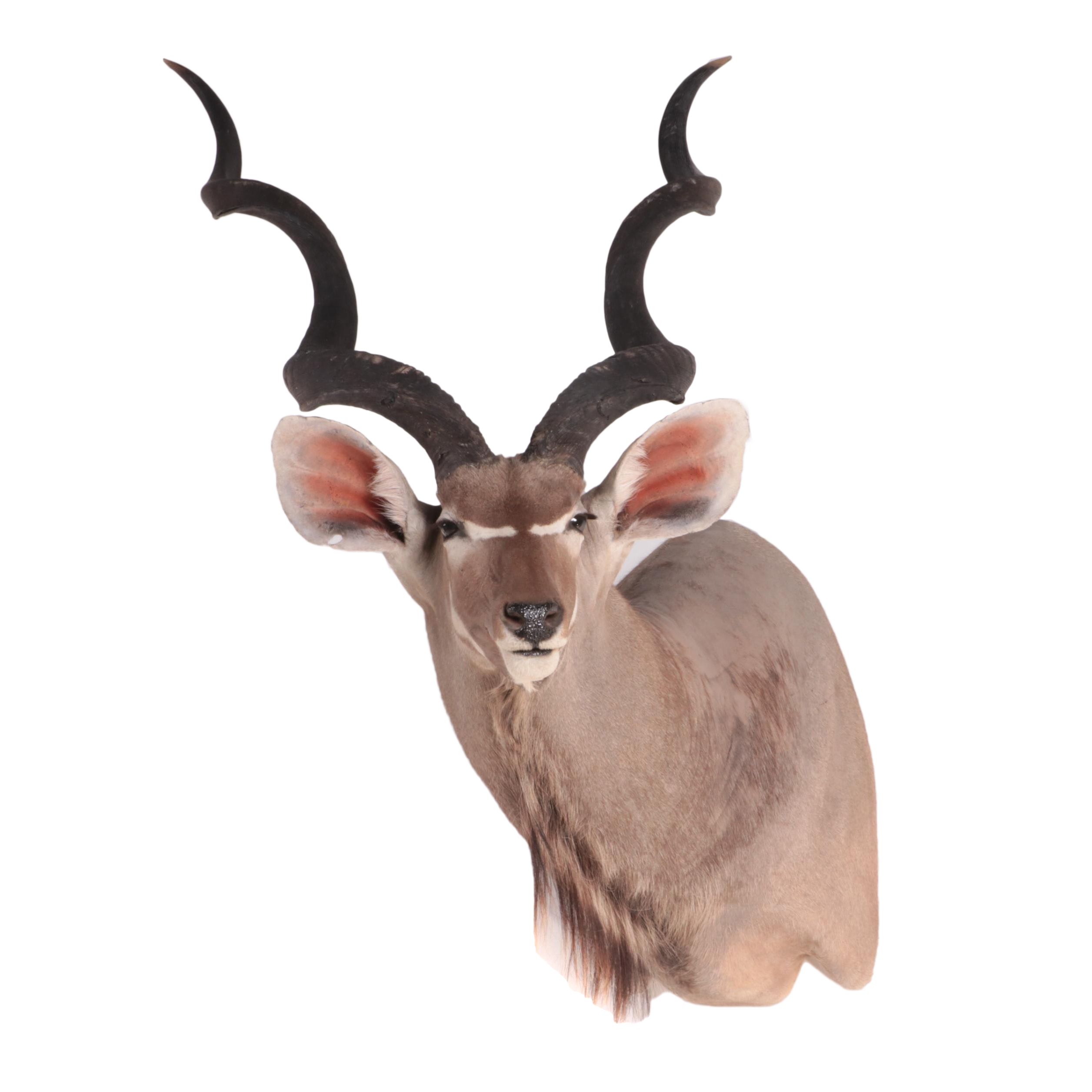 Lesser Kudu Shoulder Mount Taxidermy