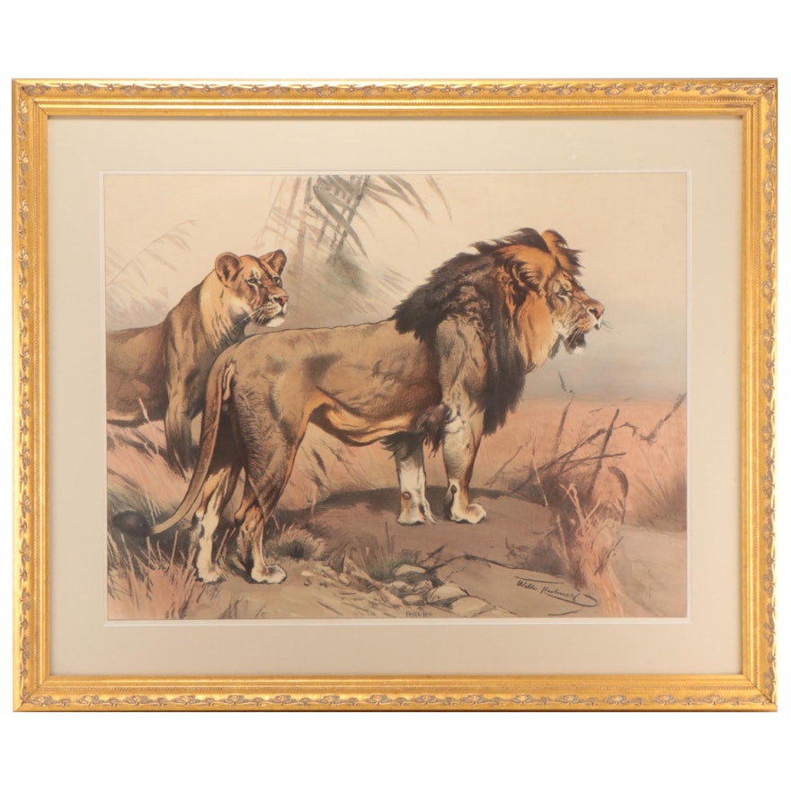 Wildlife Lithograph After Wilhelm Kuhnert "Felis leo."