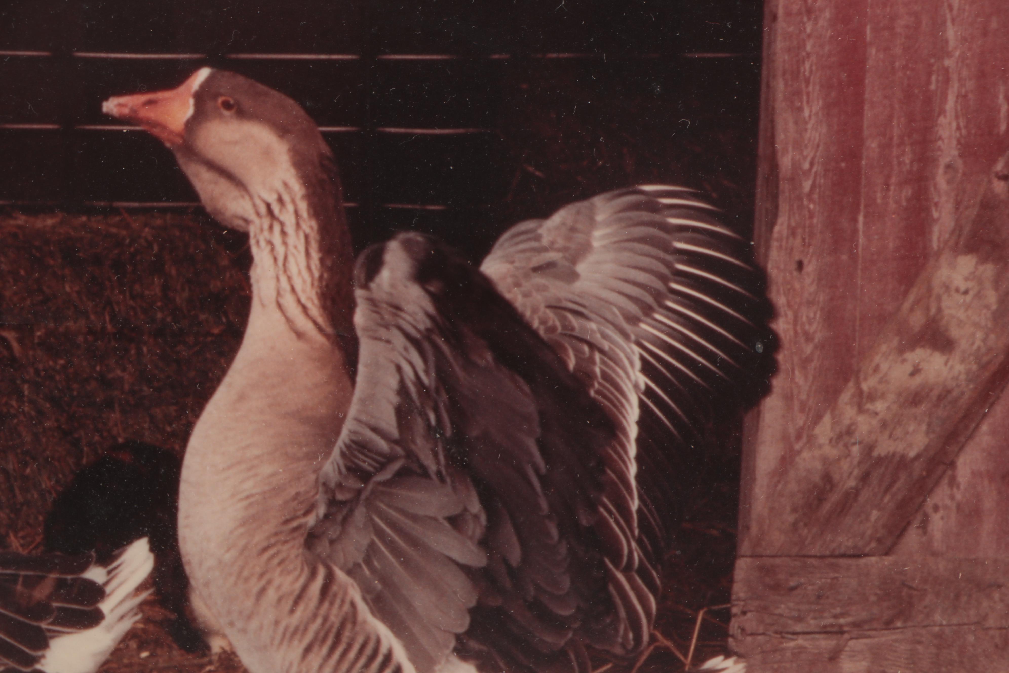 N. Ross Ruddick Giclée "Farm Friends," Late 20th Century