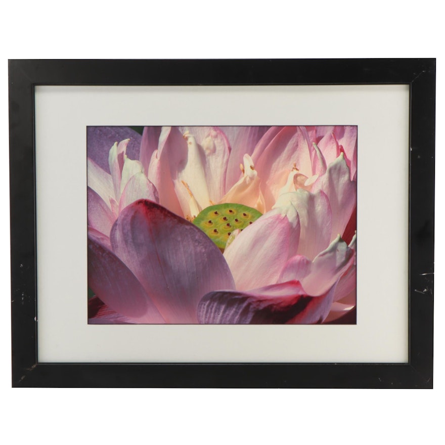 Chromogenic Photograph of Lotus Flower, Late 20th Century