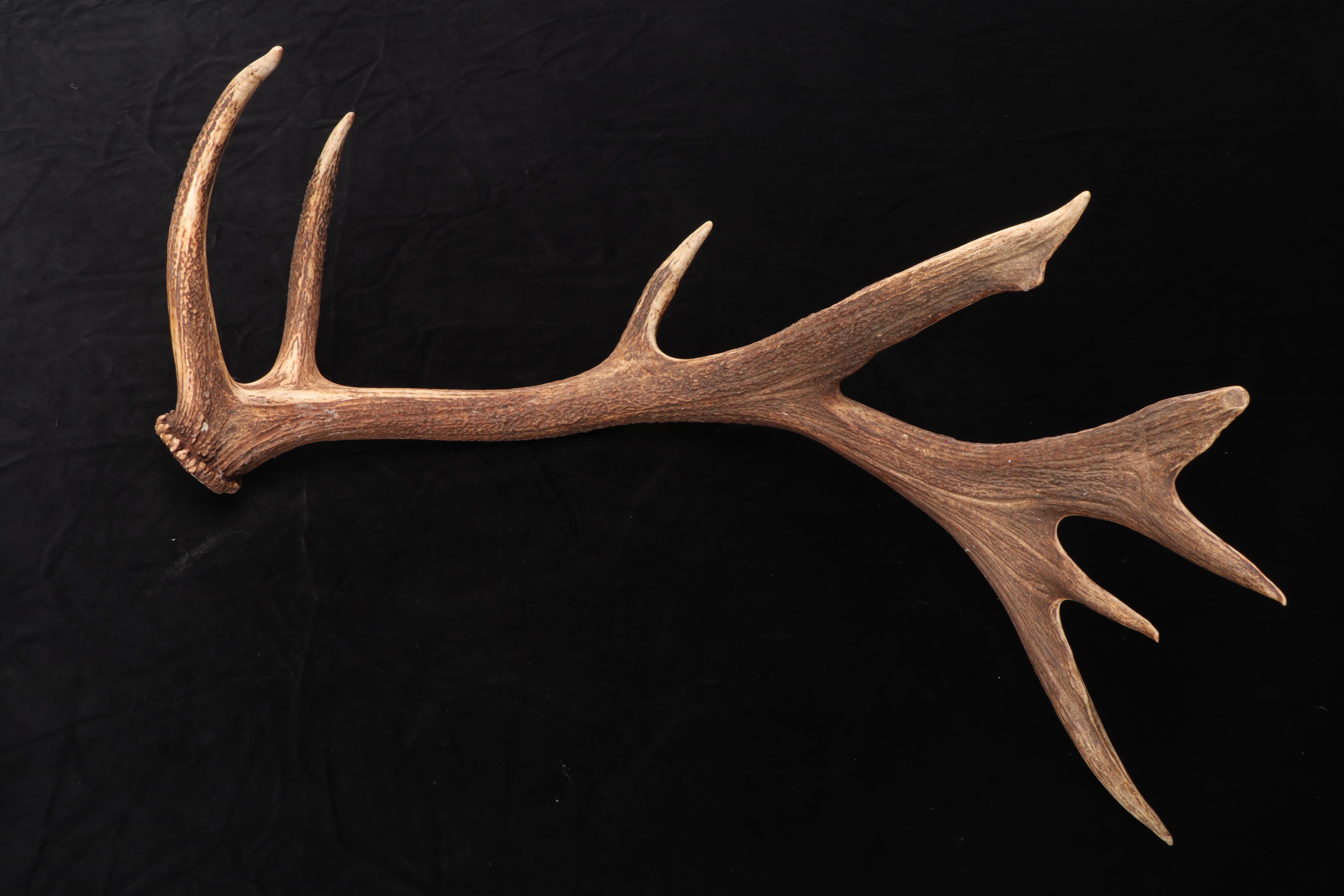 White-Tailed Deer and Elk Antlers Sheds