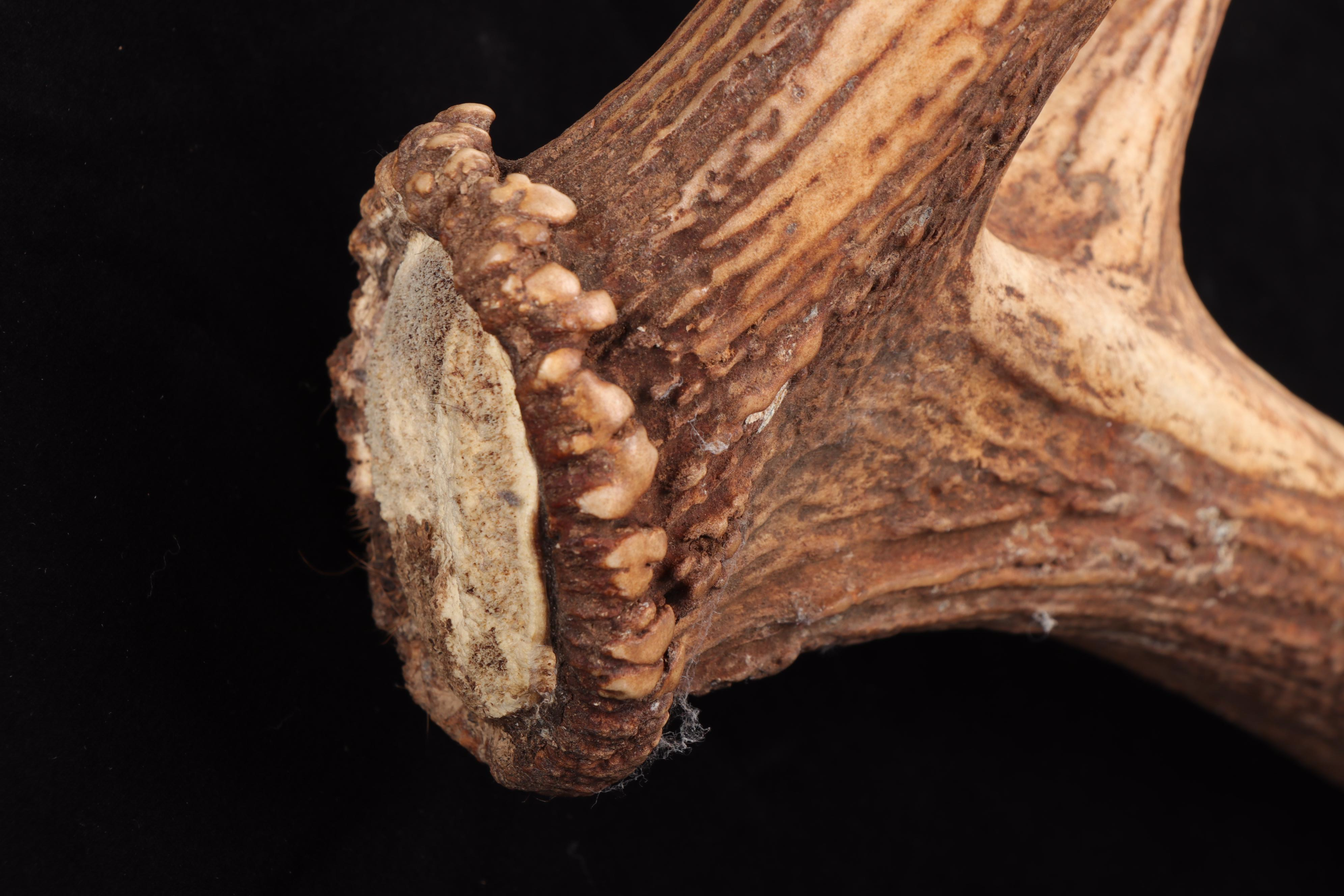 White-Tailed Deer and Elk Antlers Sheds
