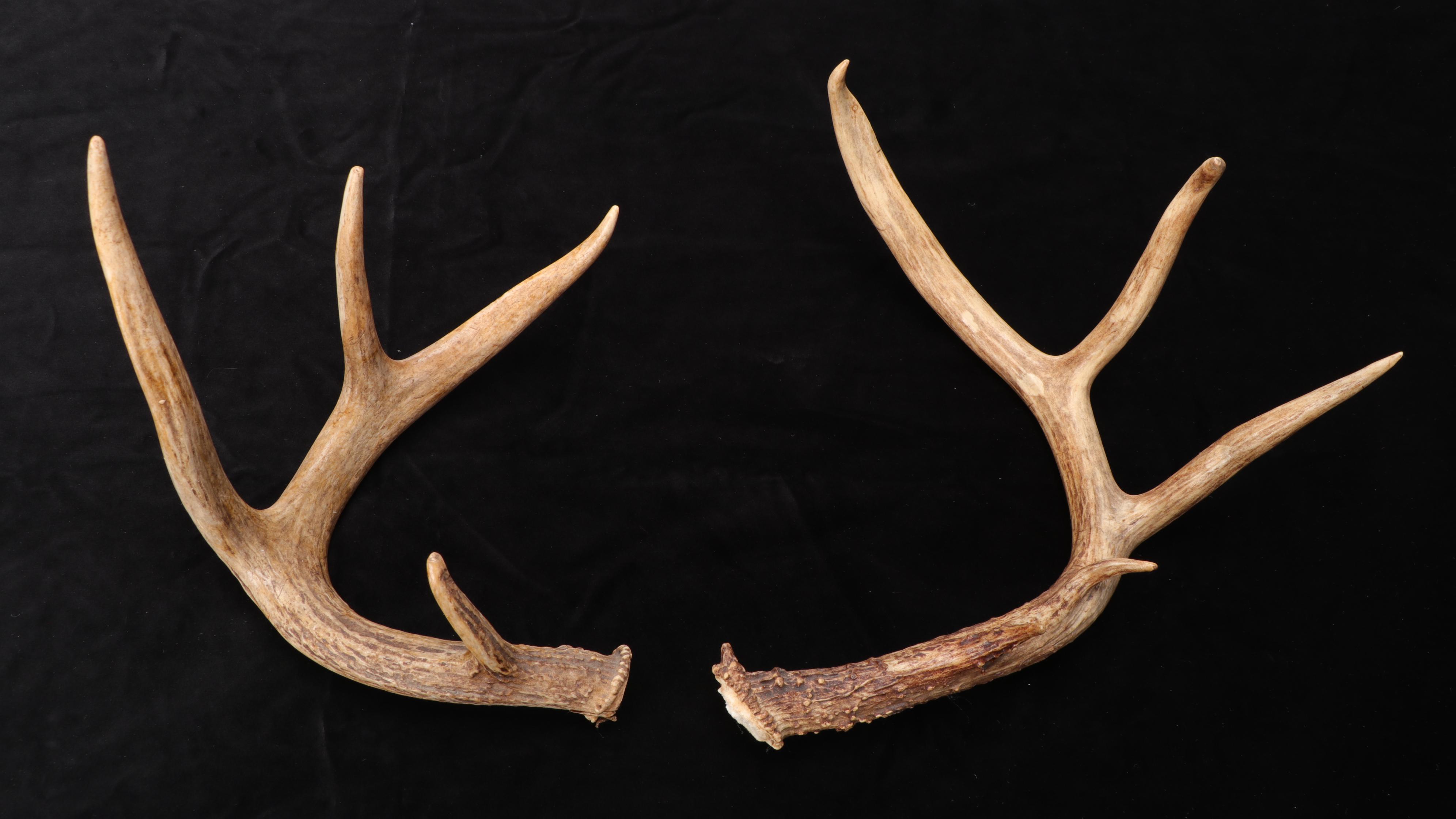 White-Tailed Deer and Elk Antlers Sheds