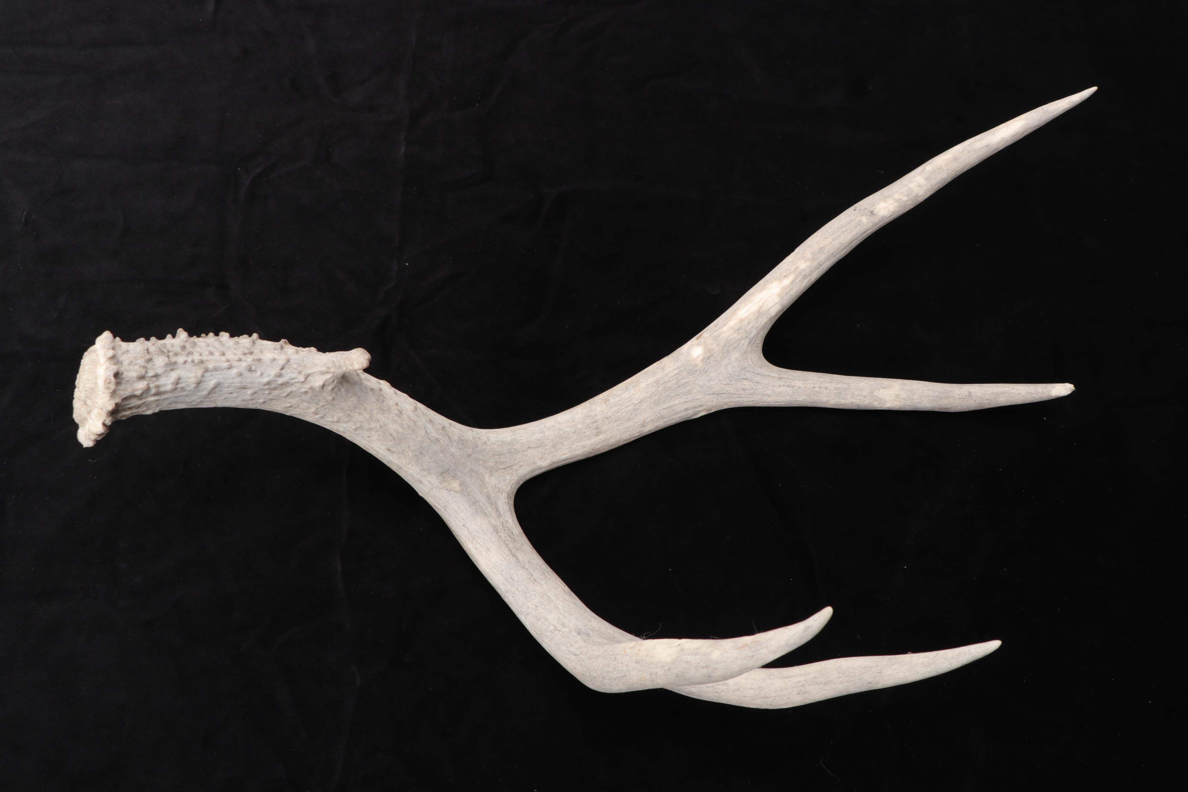 White-Tailed Deer and Elk Antlers Sheds