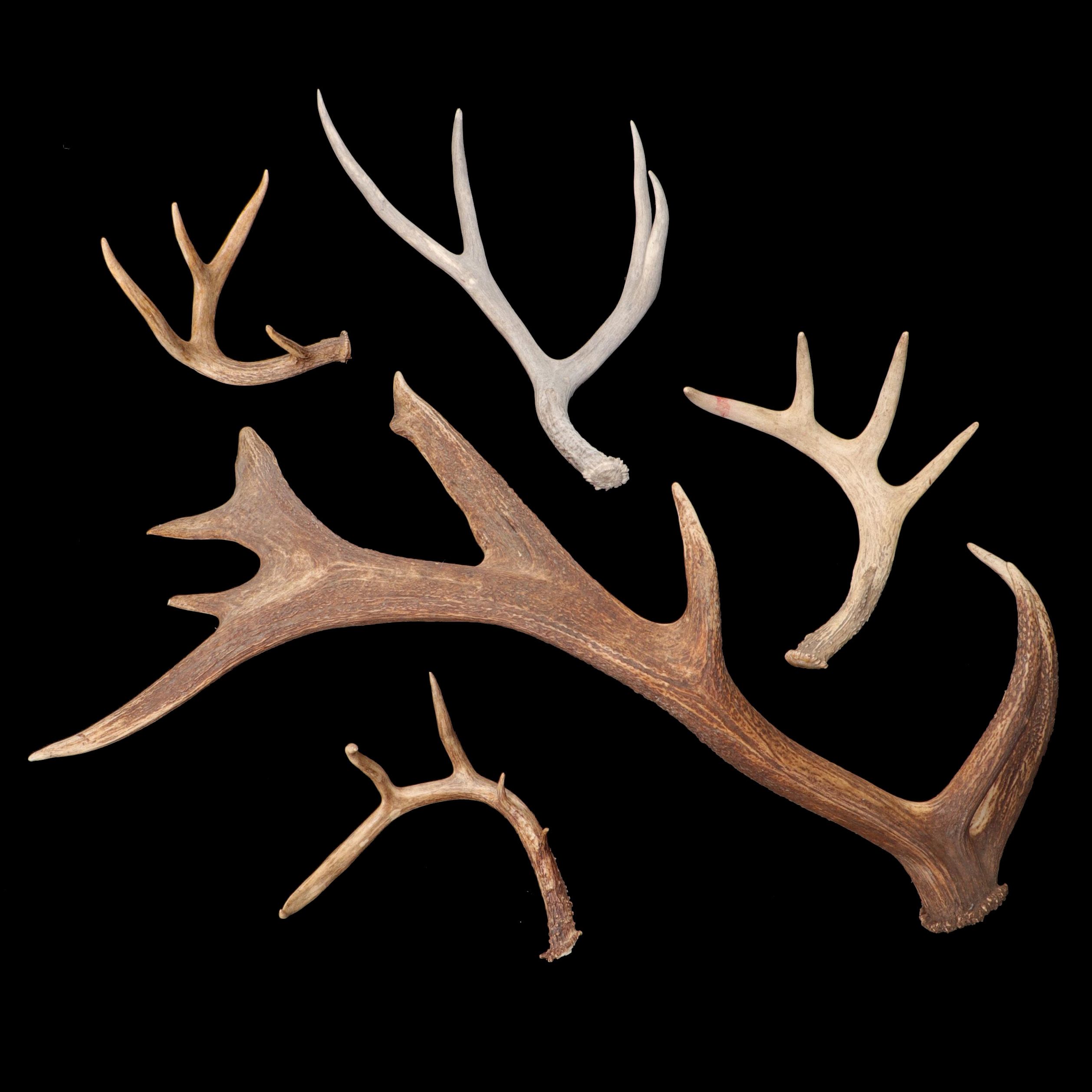 White-Tailed Deer and Elk Antlers Sheds