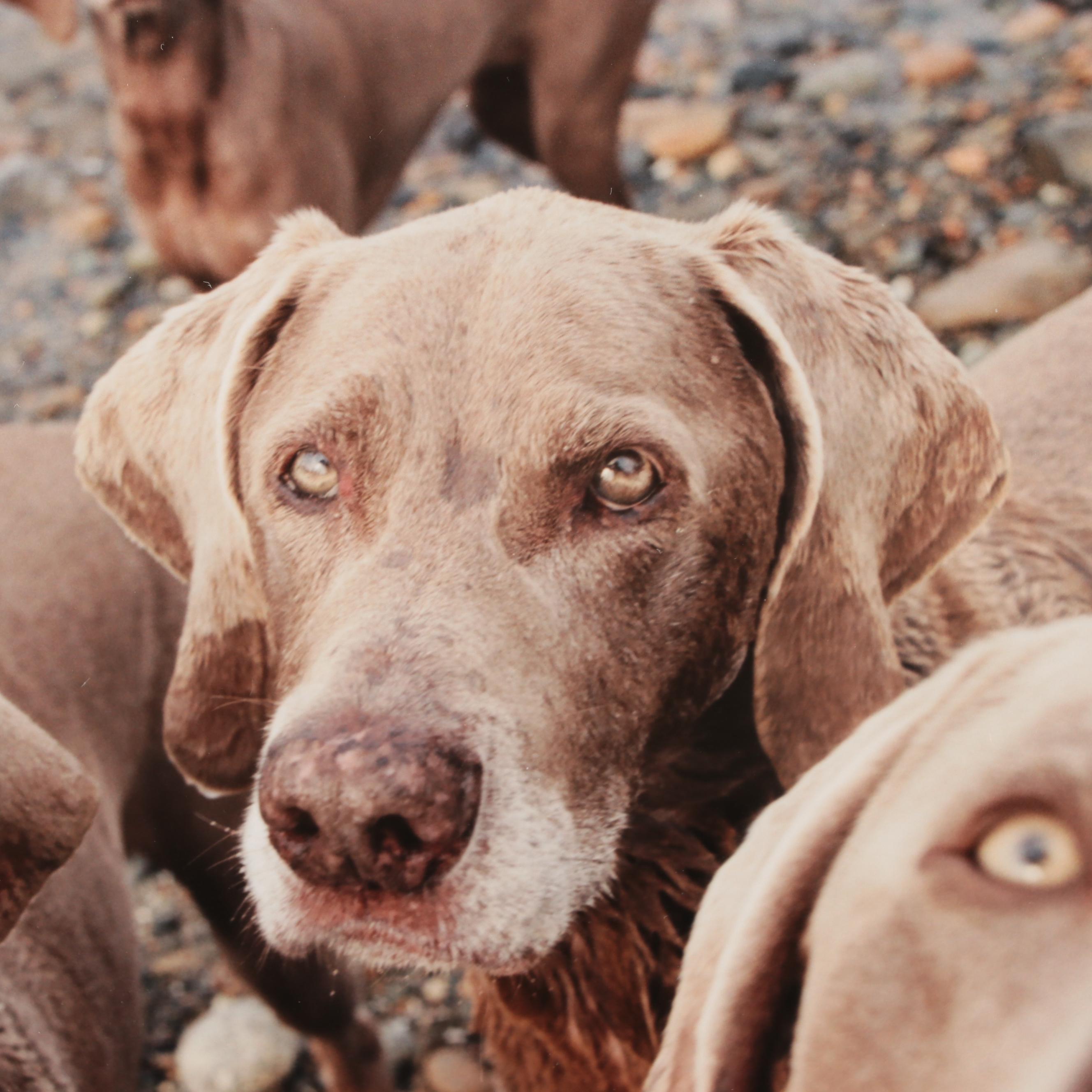 William Wegman Color Photograph "Seeing Eyes," 2002