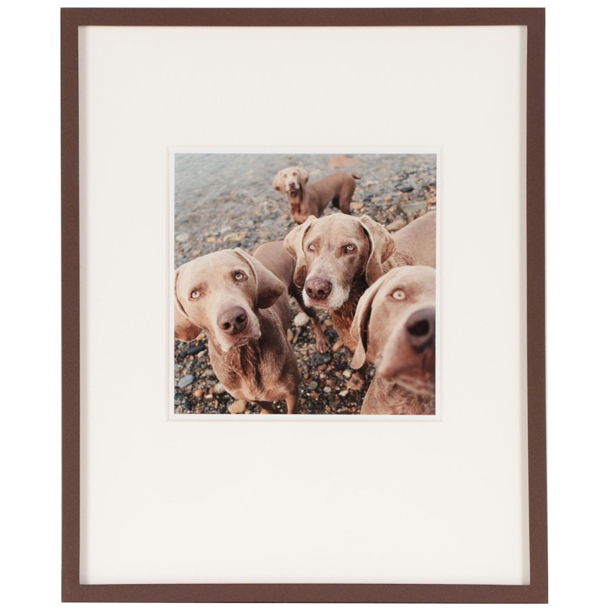 William Wegman Color Photograph "Seeing Eyes," 2002