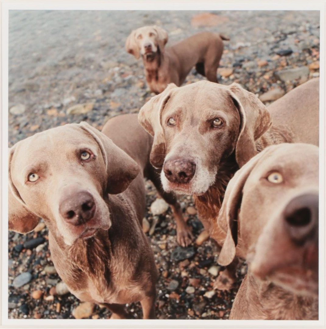William Wegman Color Photograph "Seeing Eyes," 2002