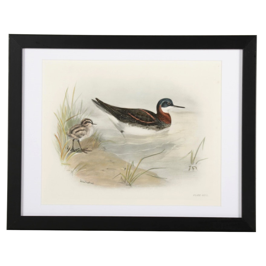 Lilian Medland Hand-Colored Lithograph "The Red-Necked Phalarope," Circa 1911