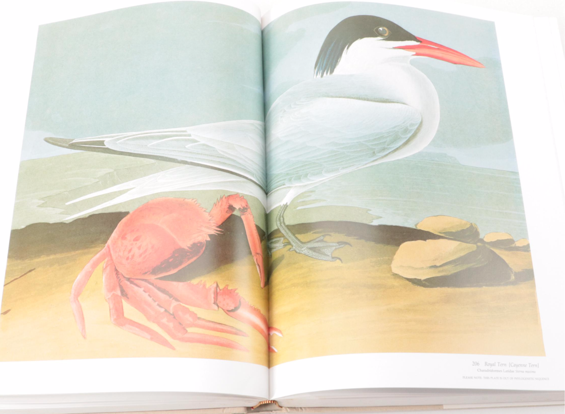 Second Edition "Audubon's Birds of America" Baby Elephant Folio by the Petersons