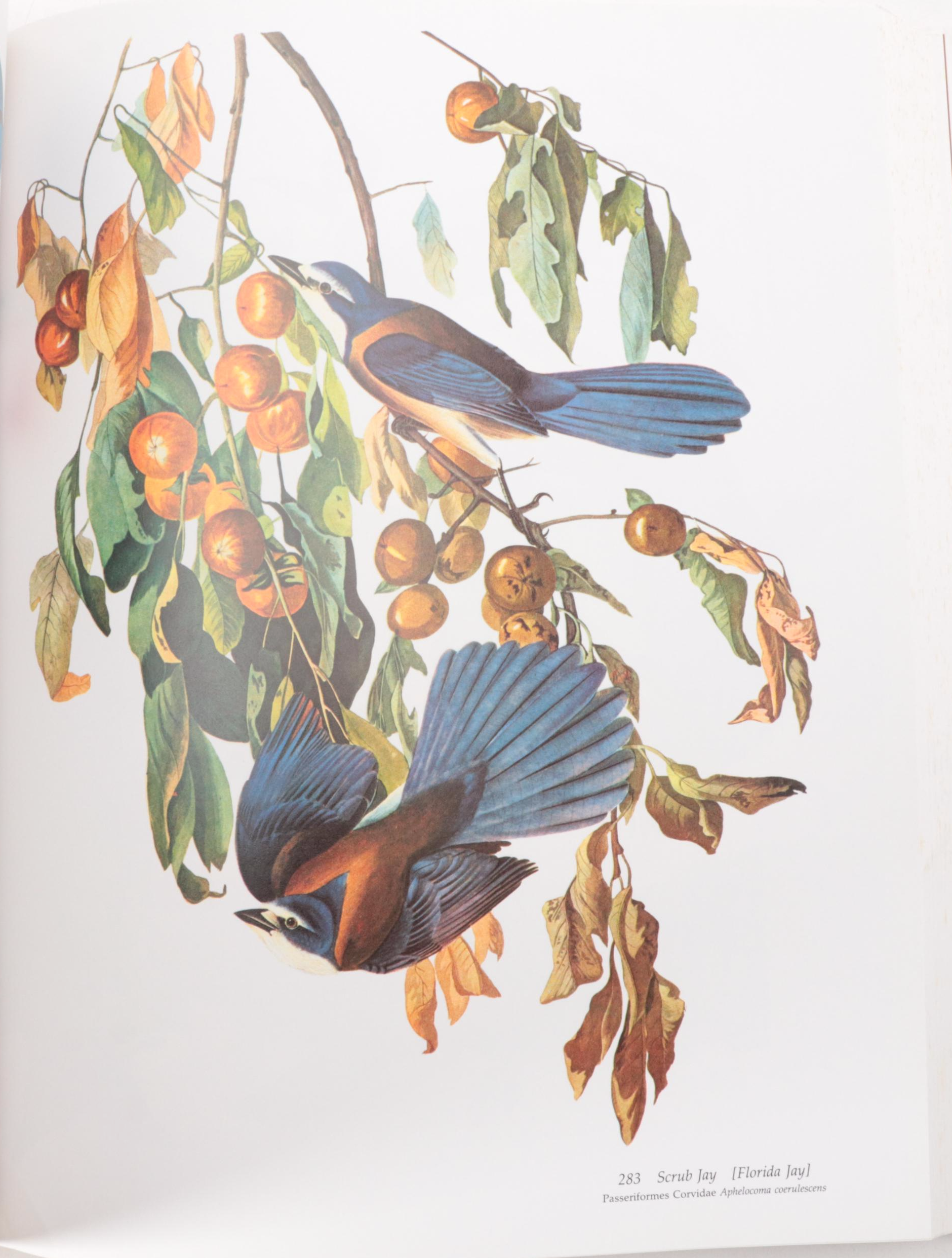 Second Edition "Audubon's Birds of America" Baby Elephant Folio by the Petersons