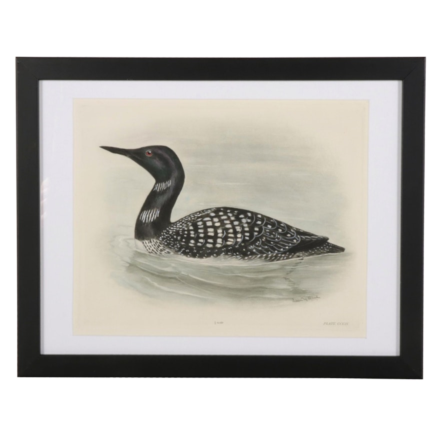 Lilian Medland Hand-Colored Lithograph "The Great Northern Diver," Circa 1911