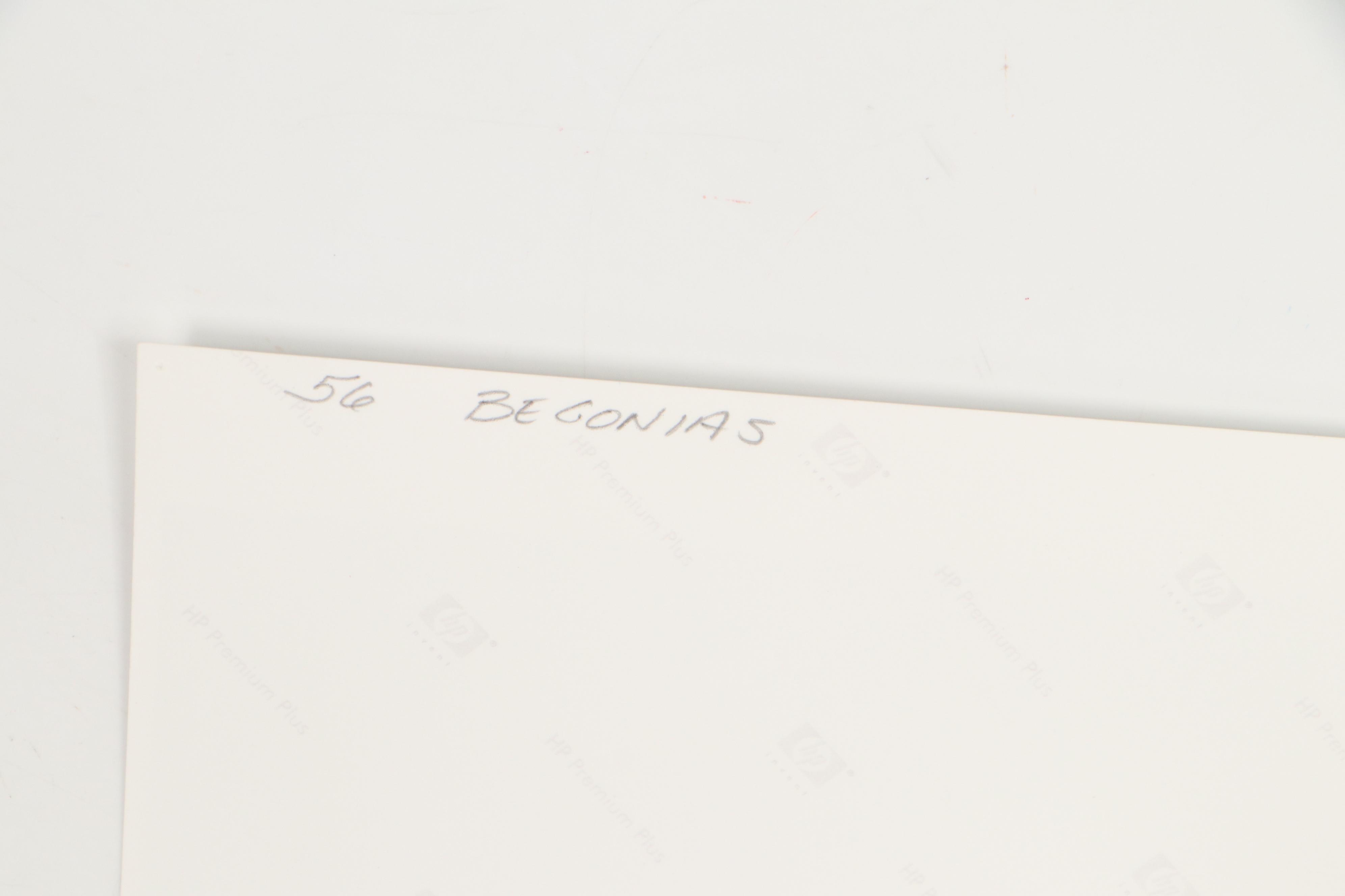 Sarah Roush Digital Collage "Begonias," 21st Century