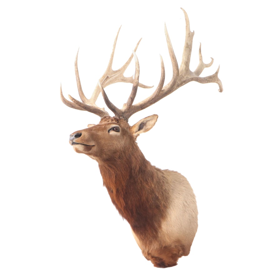 Large Elk Shoulder Mount Taxidermy