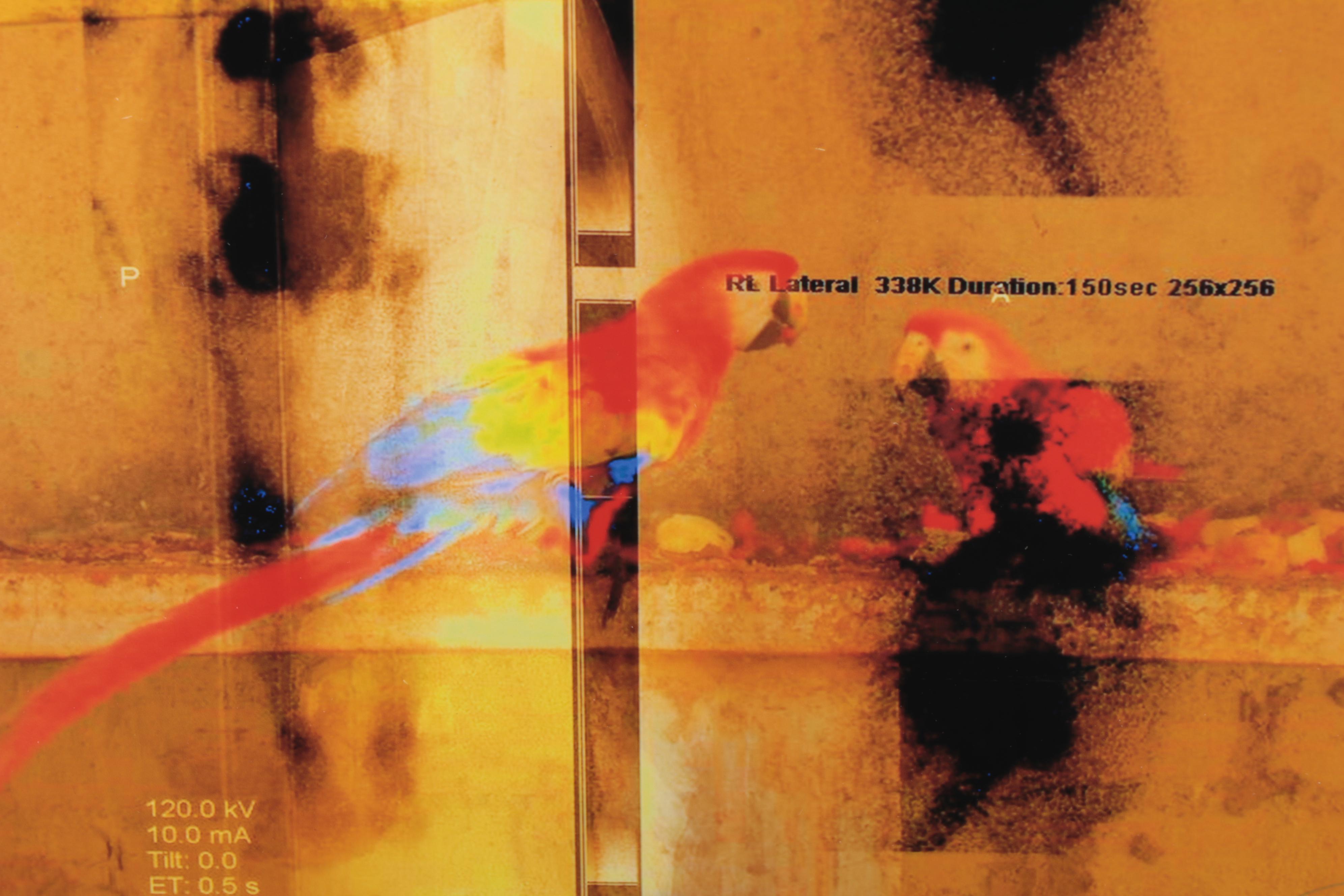 Sarah Roush Abstract Digital Collage, 2008