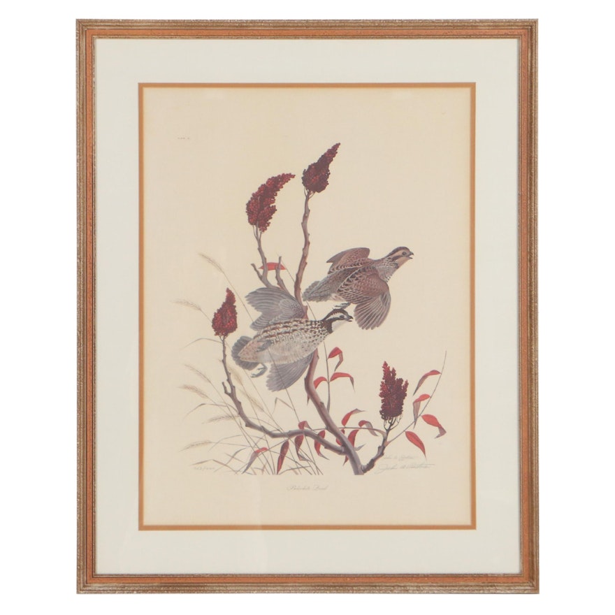 John A. Ruthven Offset Lithograph "Bobwhite Quail," Circa 1967