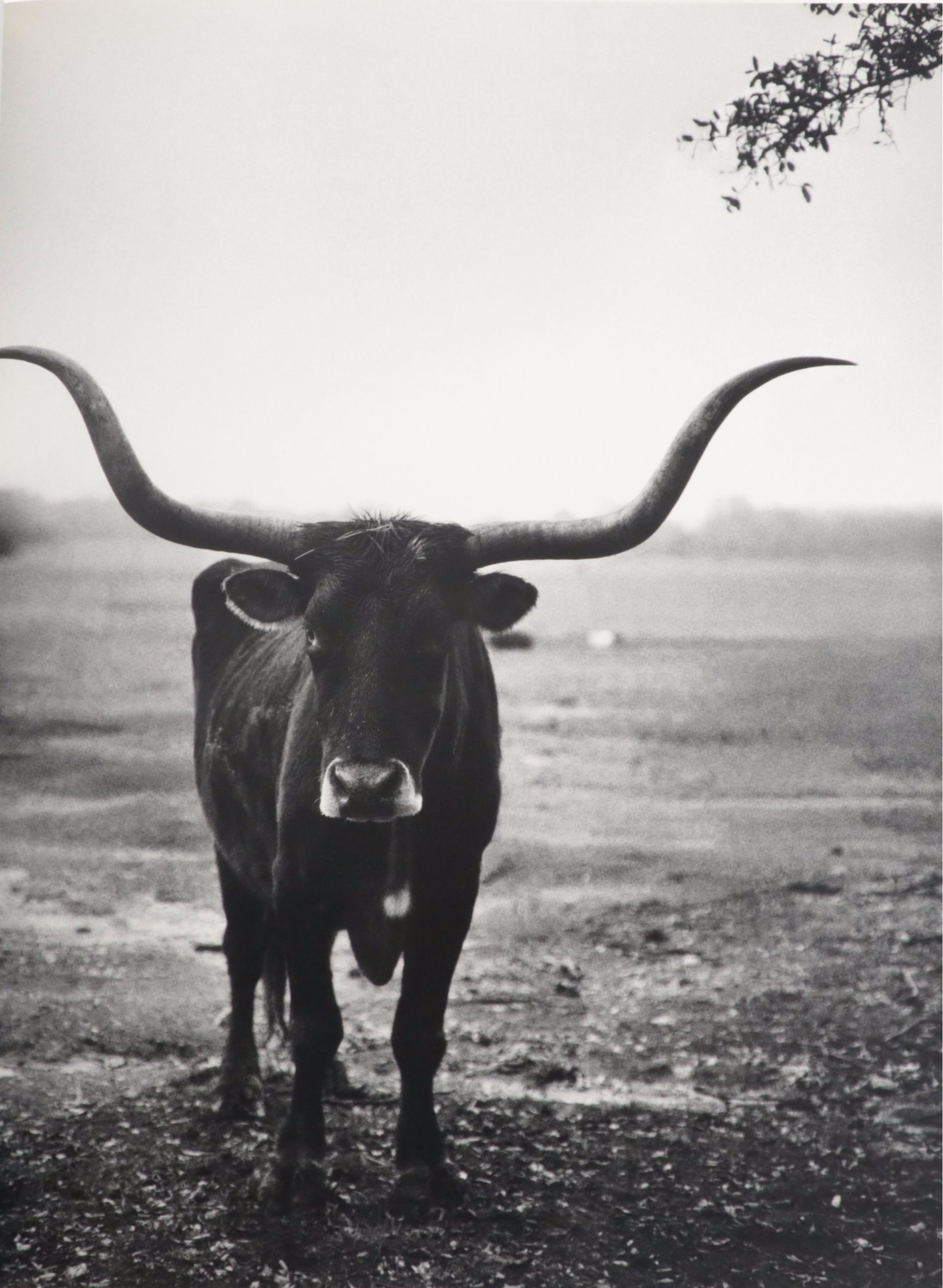 "Salvador Dalí: The Paintings, 1904–1946" and More Art Books