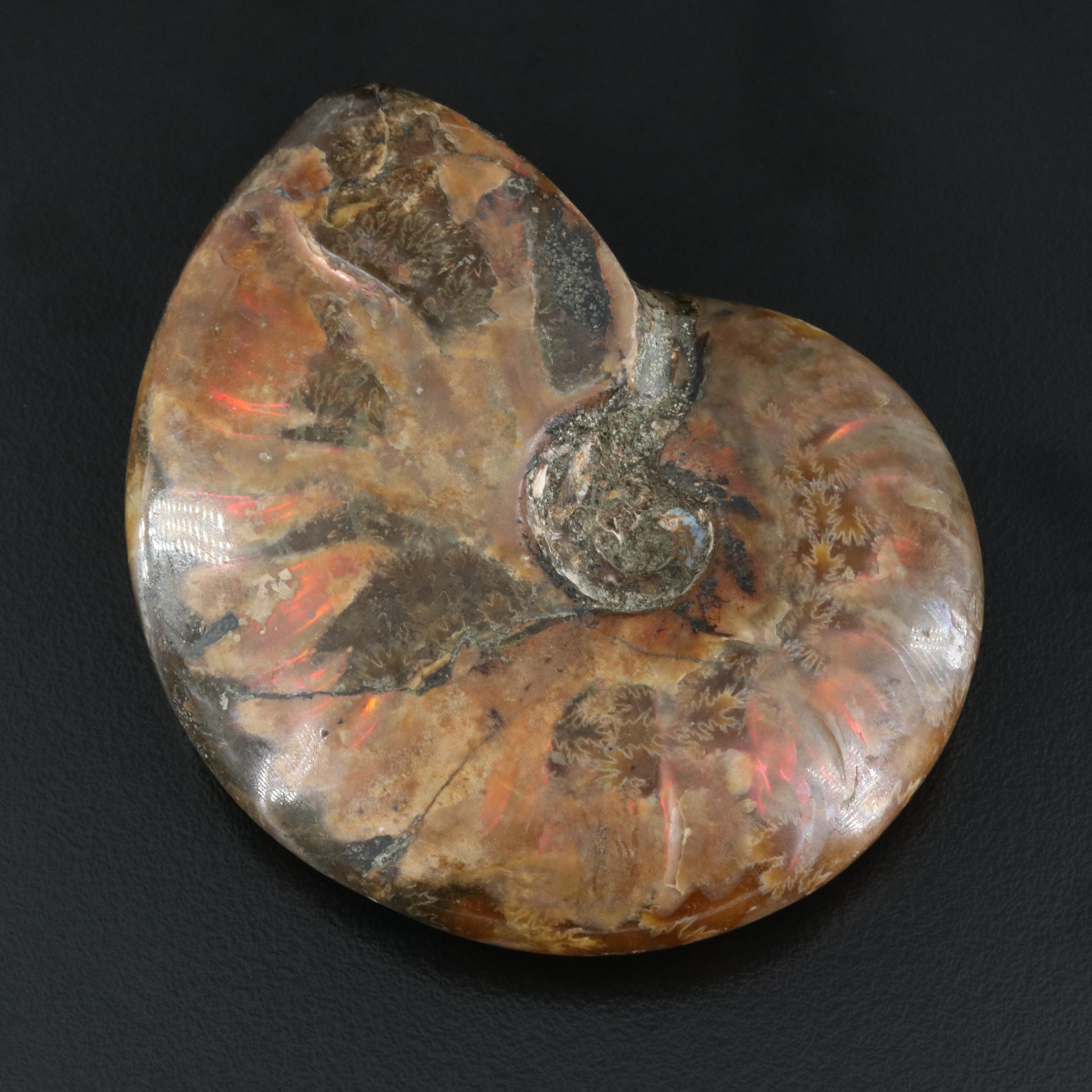 Loose Fossilized Ammonite with GIA Report