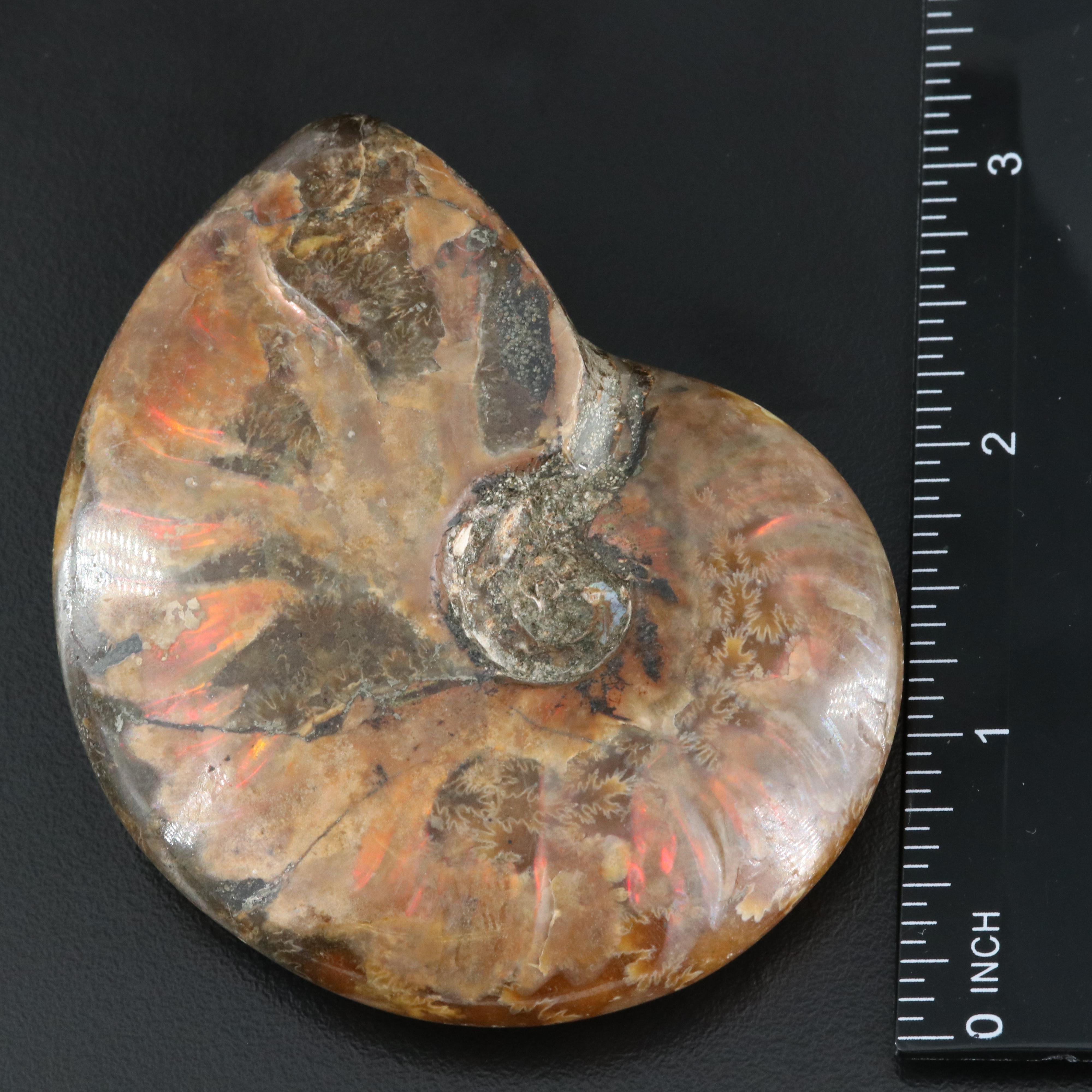 Loose Fossilized Ammonite with GIA Report