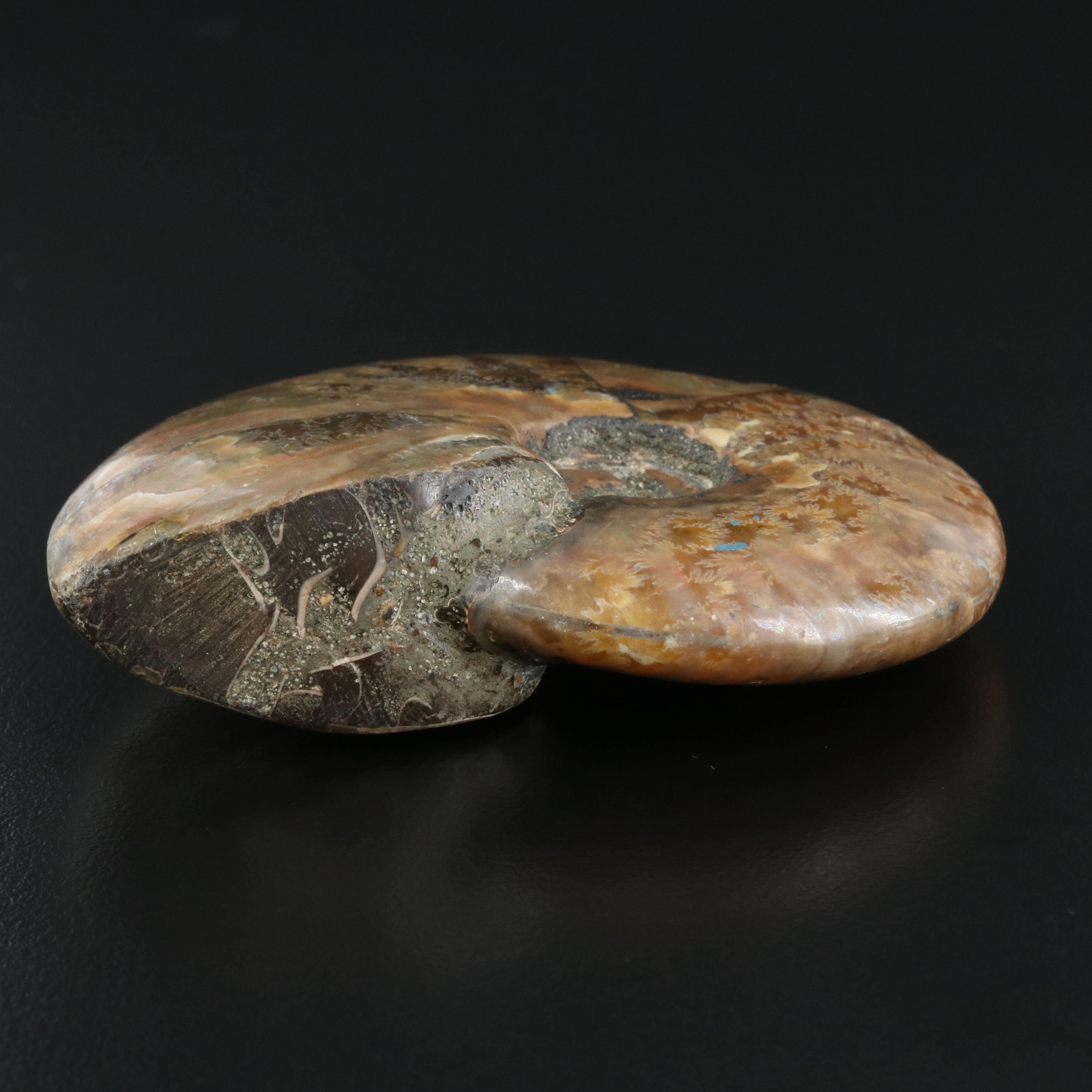 Loose Fossilized Ammonite with GIA Report