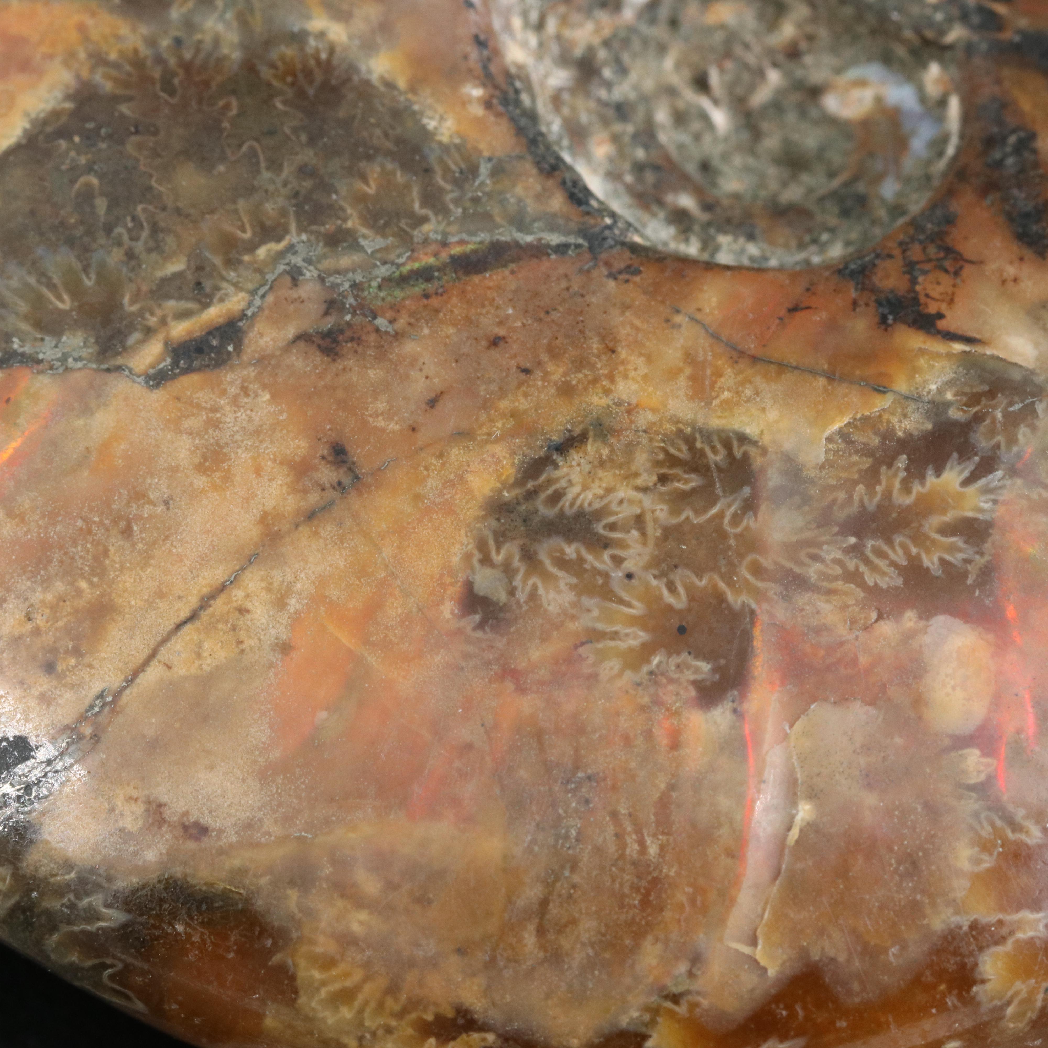 Loose Fossilized Ammonite with GIA Report