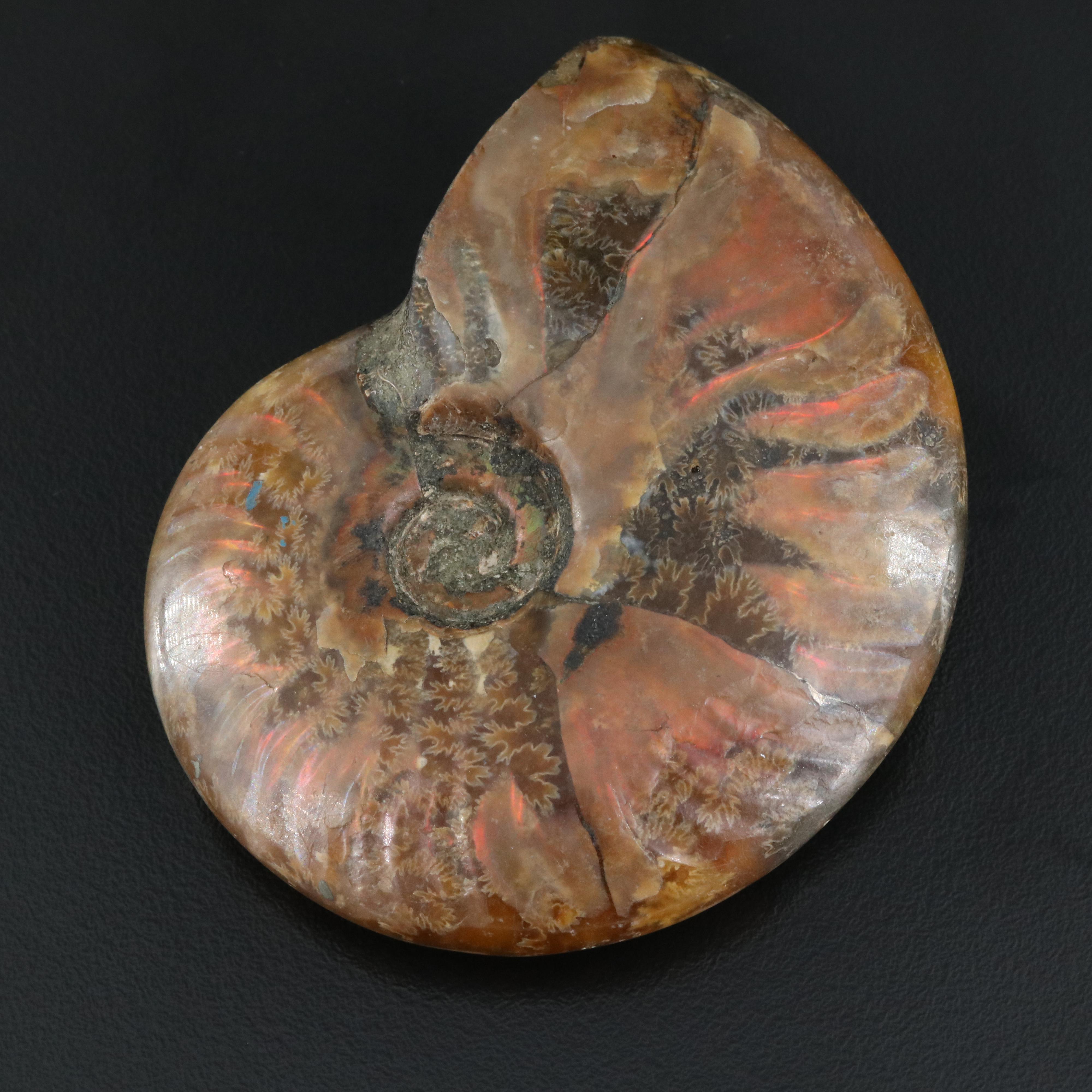 Loose Fossilized Ammonite with GIA Report