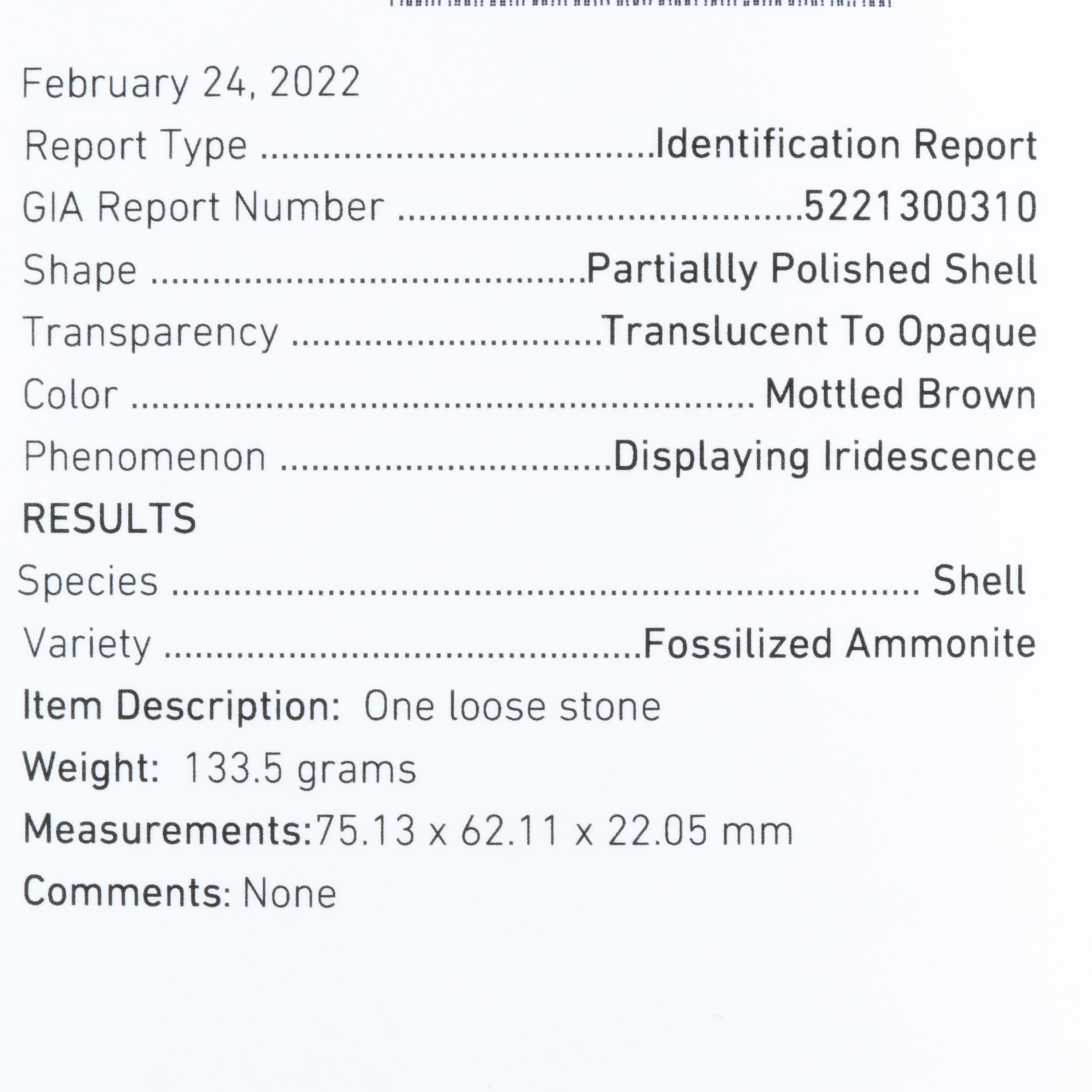 Loose Fossilized Ammonite with GIA Report