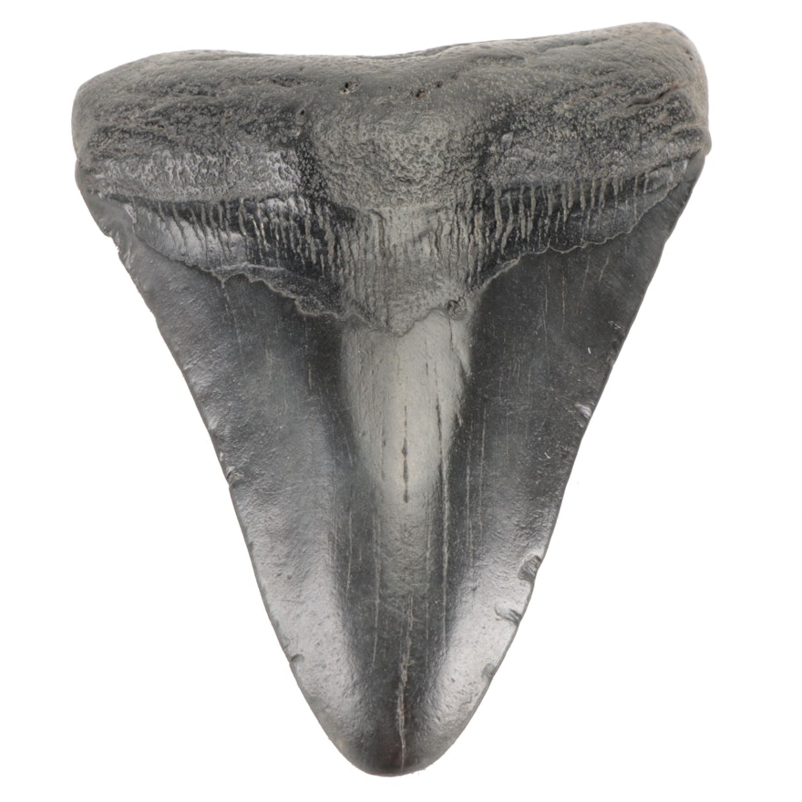 Megalodon Fossil Tooth Specimen