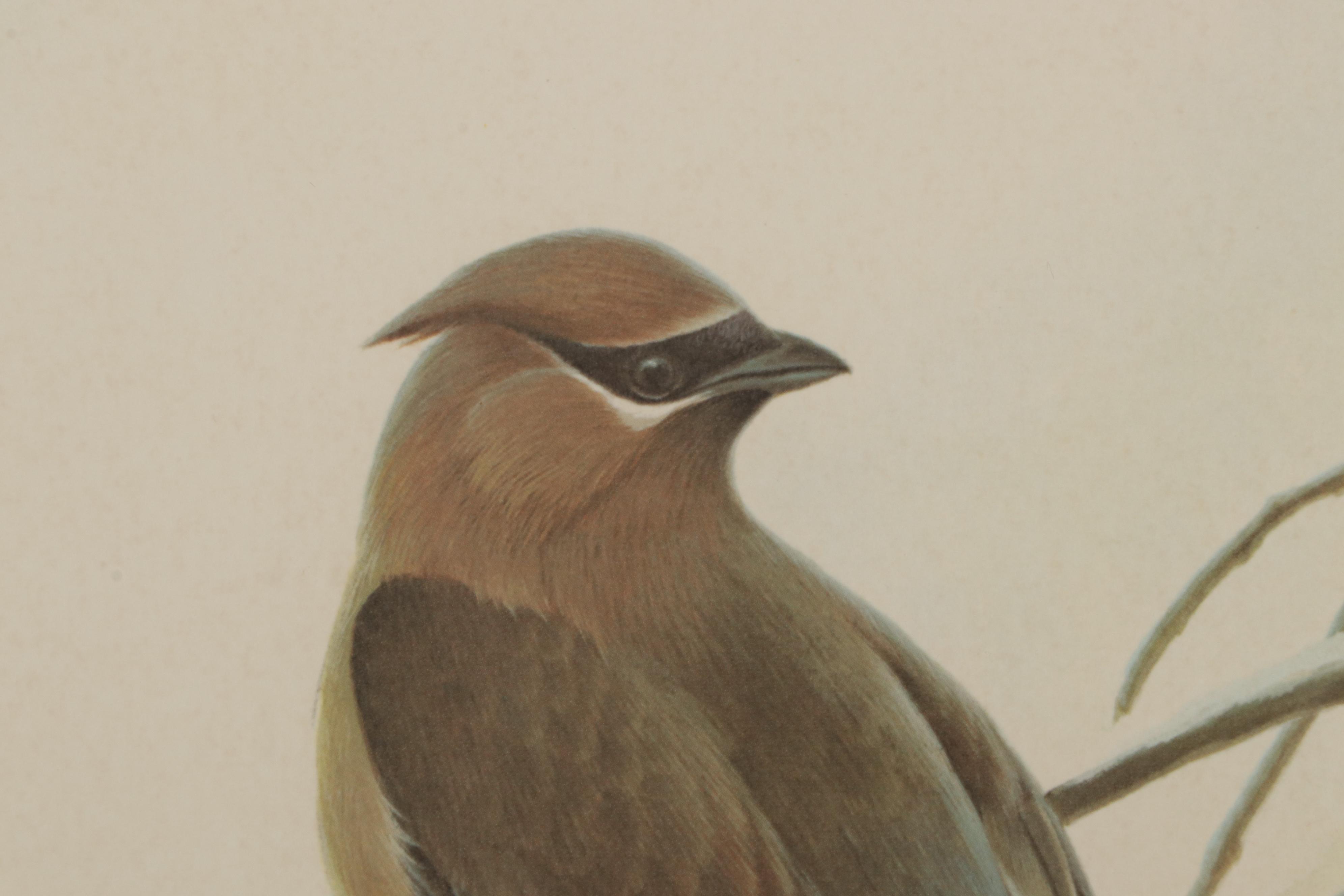 John A. Ruthven Offset Lithograph "Cedar Waxwings," Circa 1972