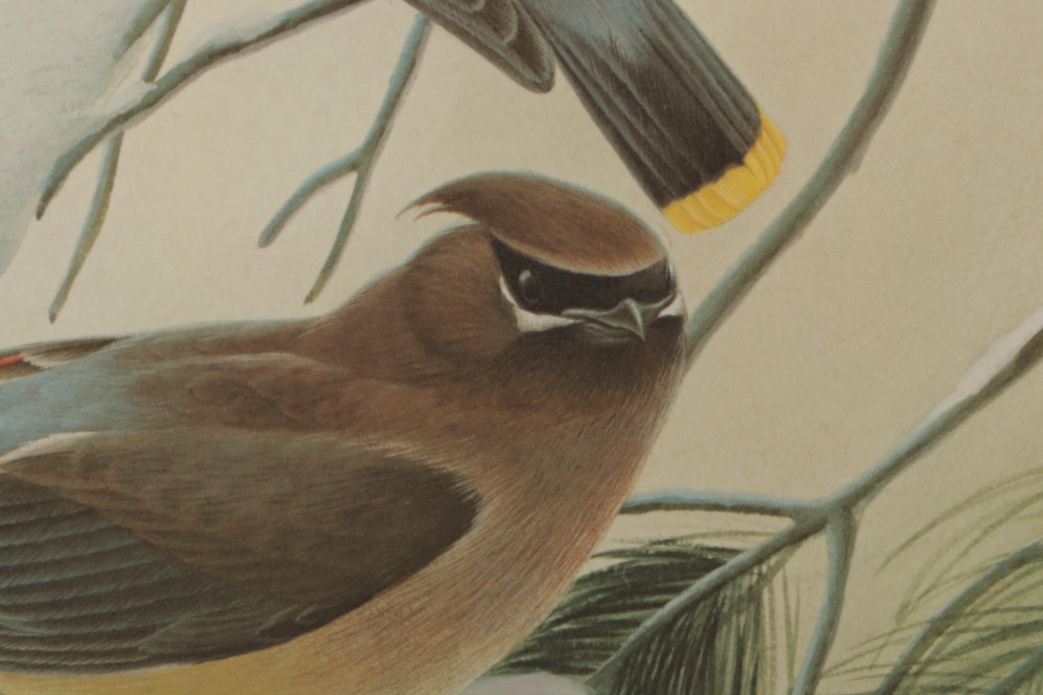 John A. Ruthven Offset Lithograph "Cedar Waxwings," Circa 1972