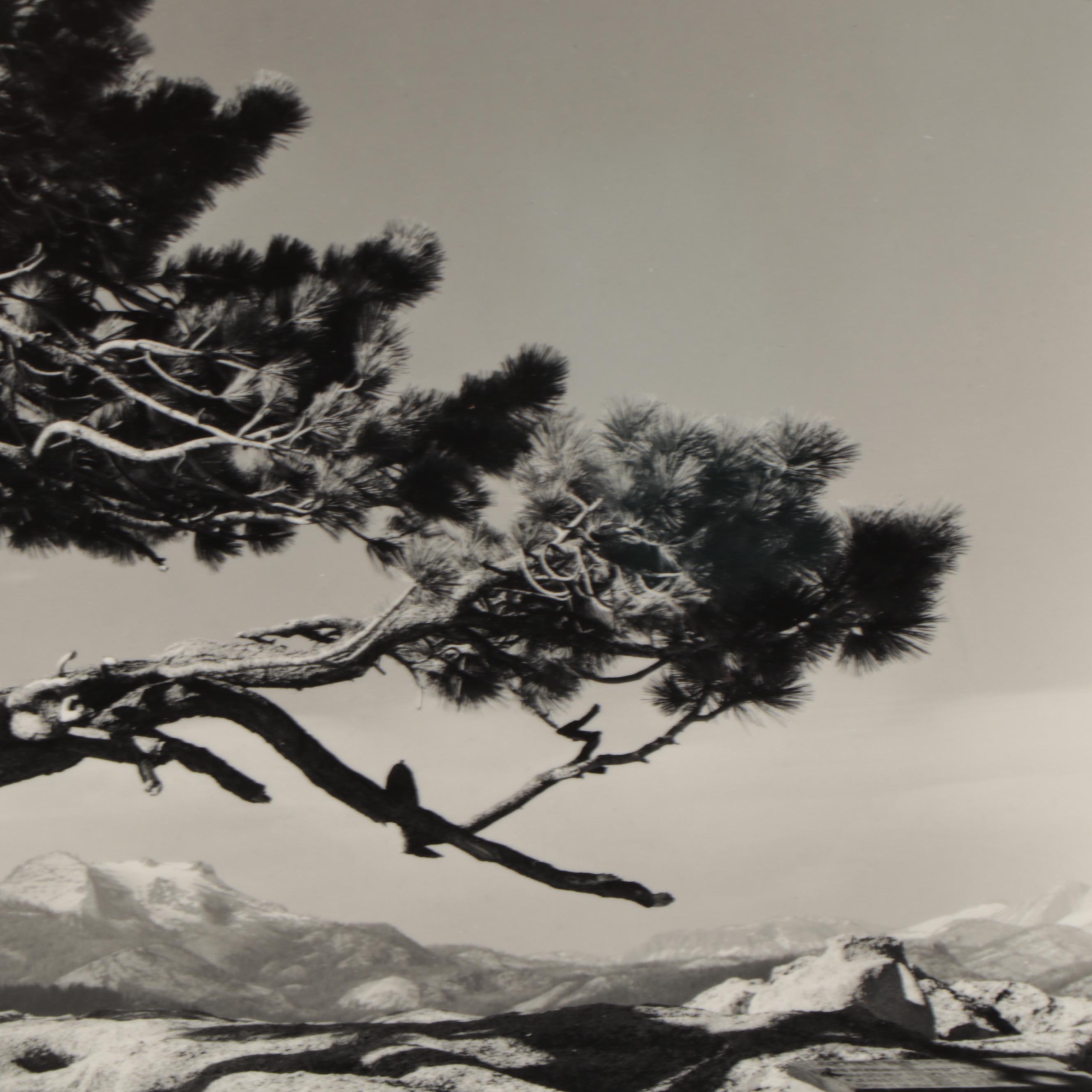Ansel Adams Silver Gelatin Photograph "Jeffrey Pine"