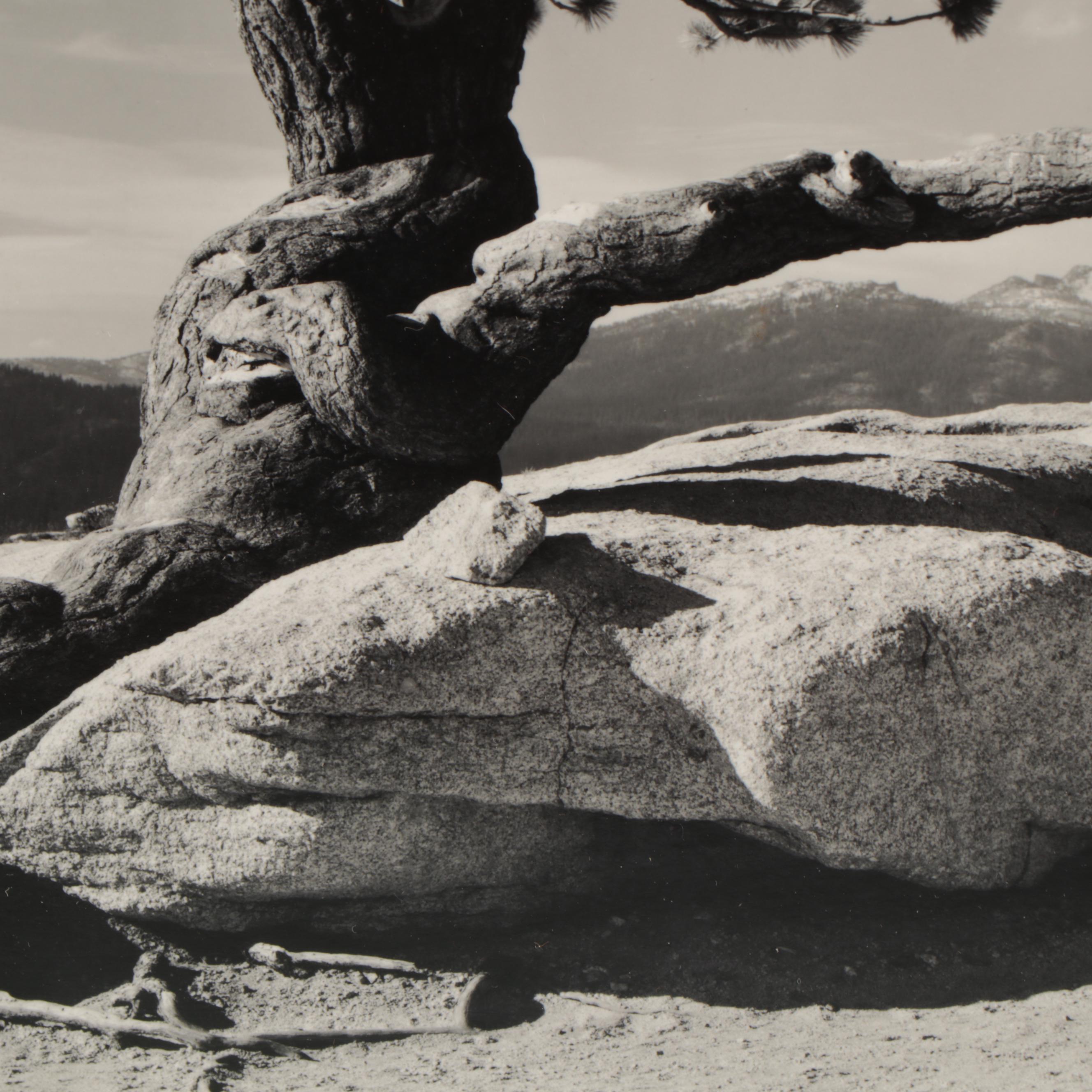 Ansel Adams Silver Gelatin Photograph "Jeffrey Pine"