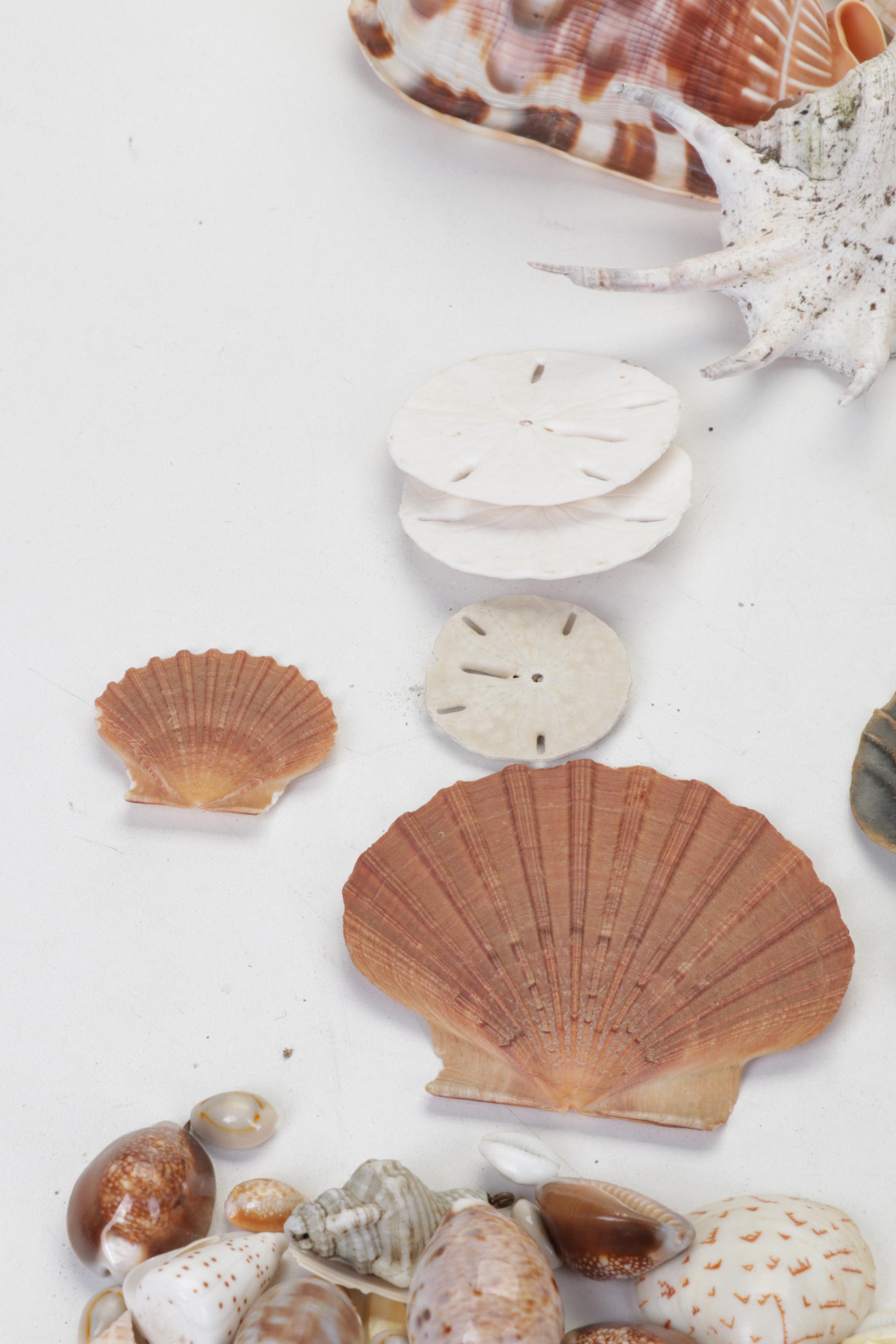 King Helmet Shell, Giant Clam, Cone, Cameo Cowrie and More Seashells