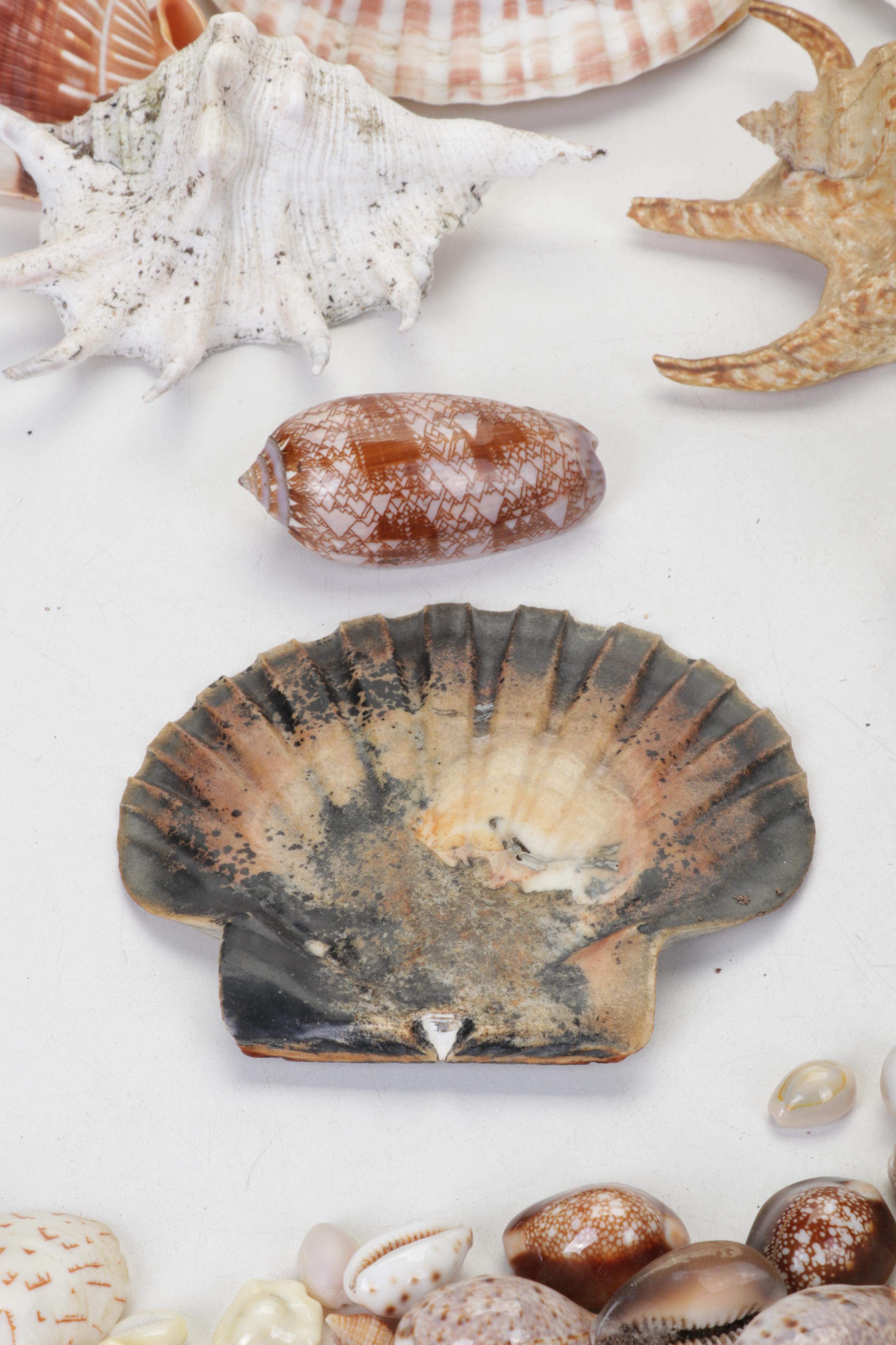 King Helmet Shell, Giant Clam, Cone, Cameo Cowrie and More Seashells