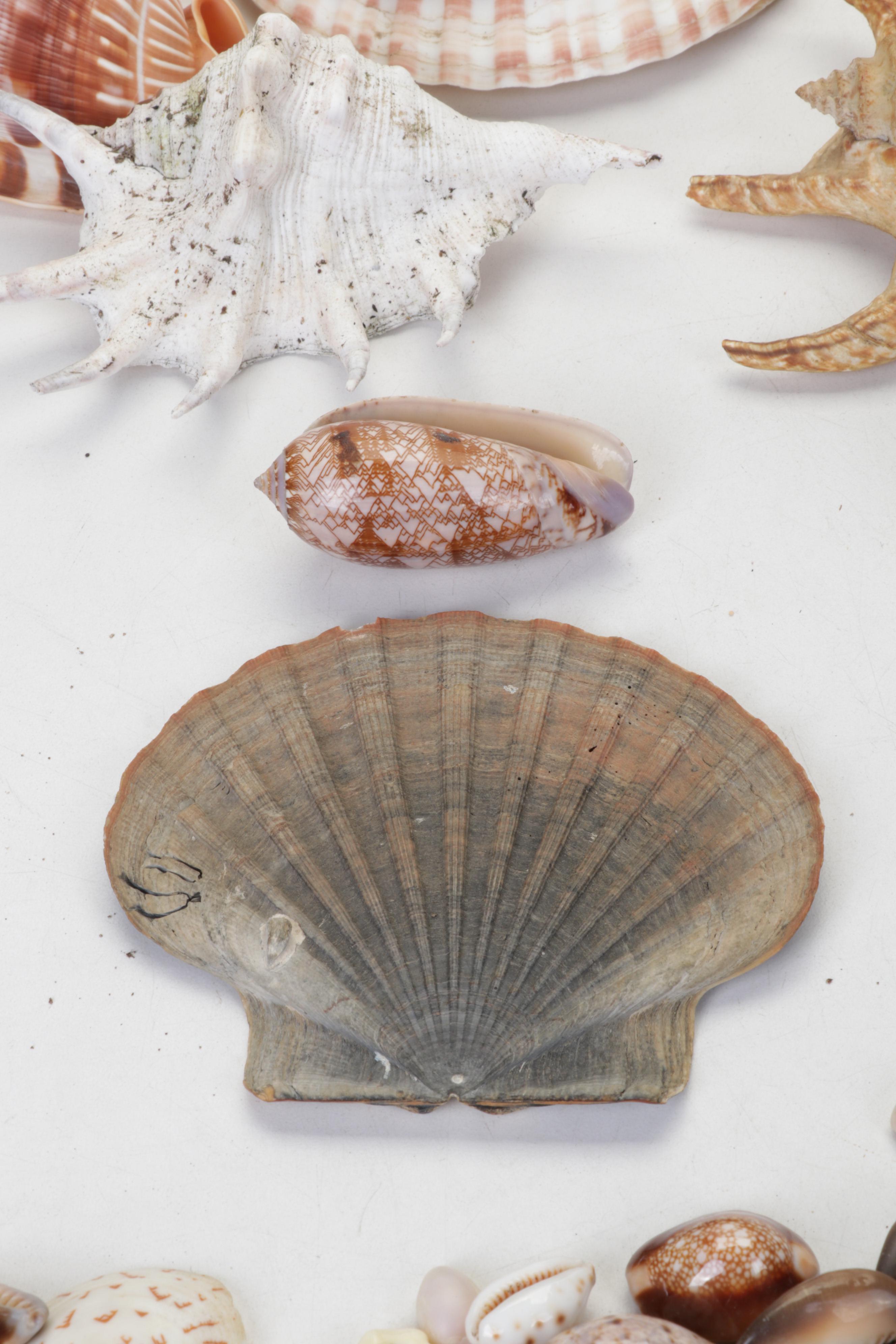 King Helmet Shell, Giant Clam, Cone, Cameo Cowrie and More Seashells