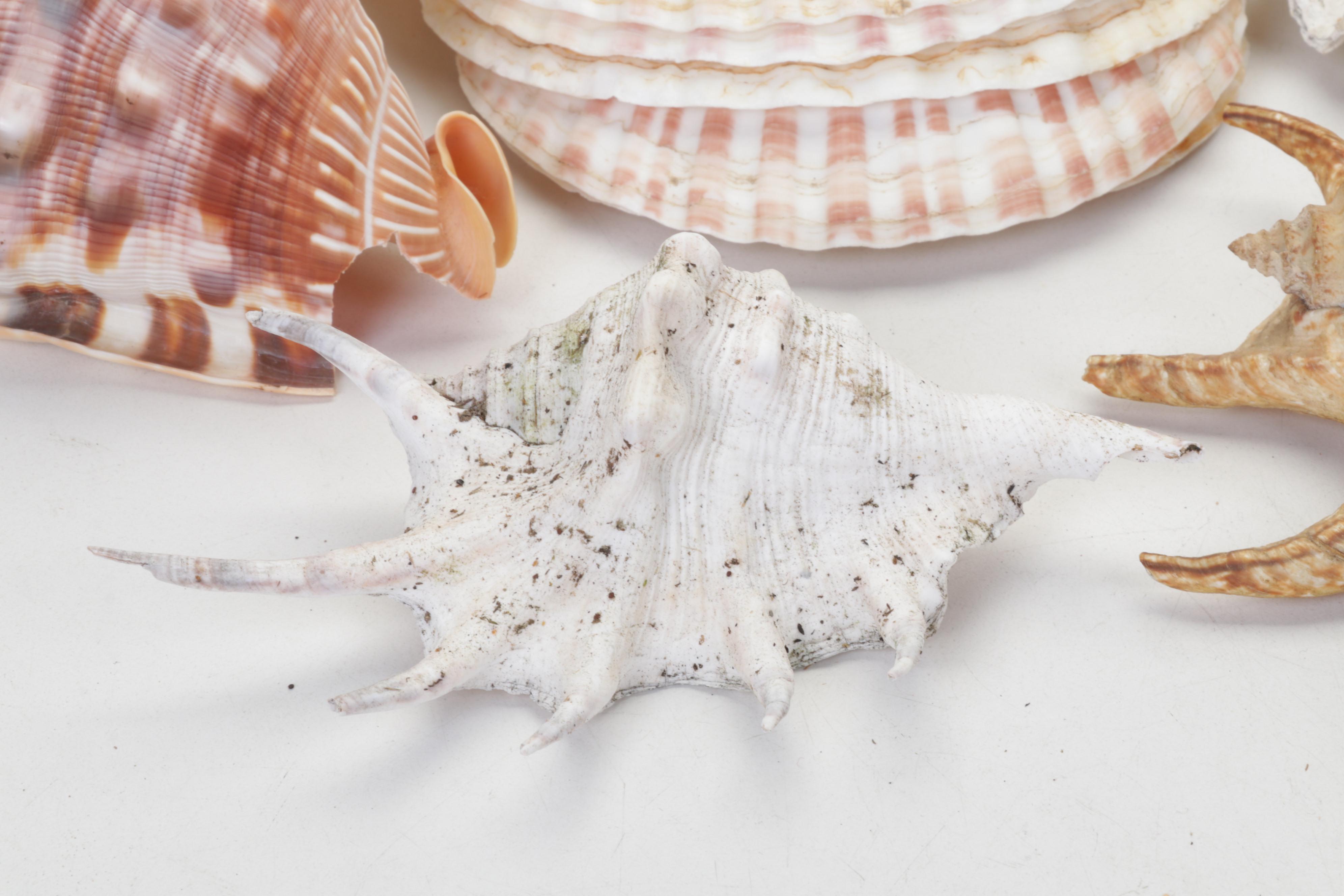 King Helmet Shell, Giant Clam, Cone, Cameo Cowrie and More Seashells
