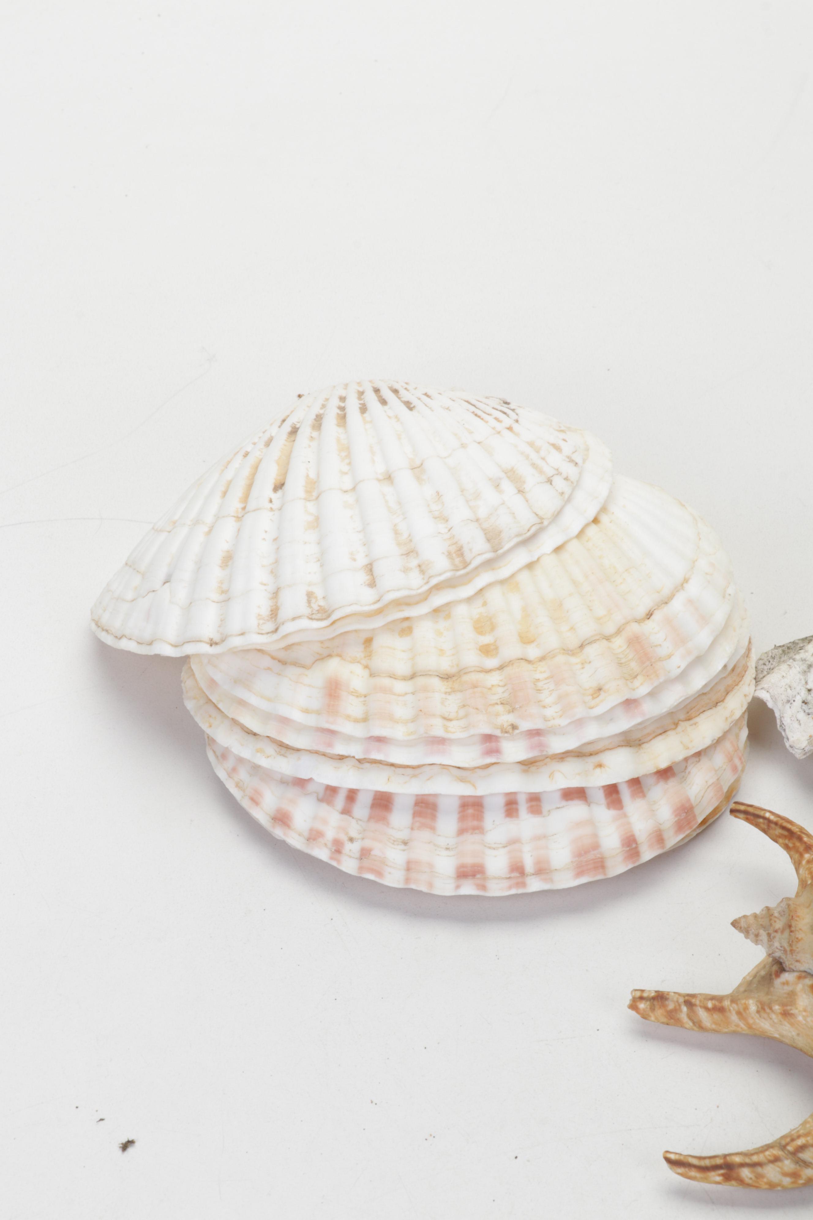 King Helmet Shell, Giant Clam, Cone, Cameo Cowrie and More Seashells