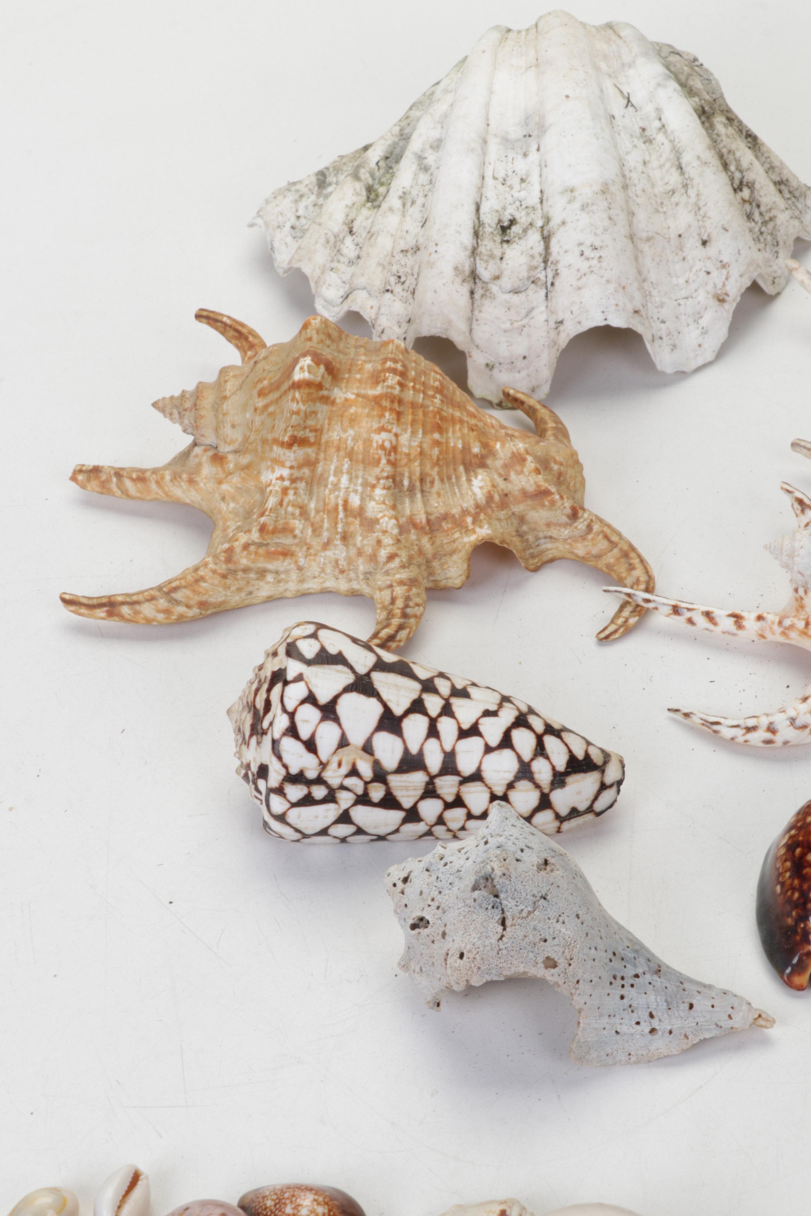 King Helmet Shell, Giant Clam, Cone, Cameo Cowrie and More Seashells