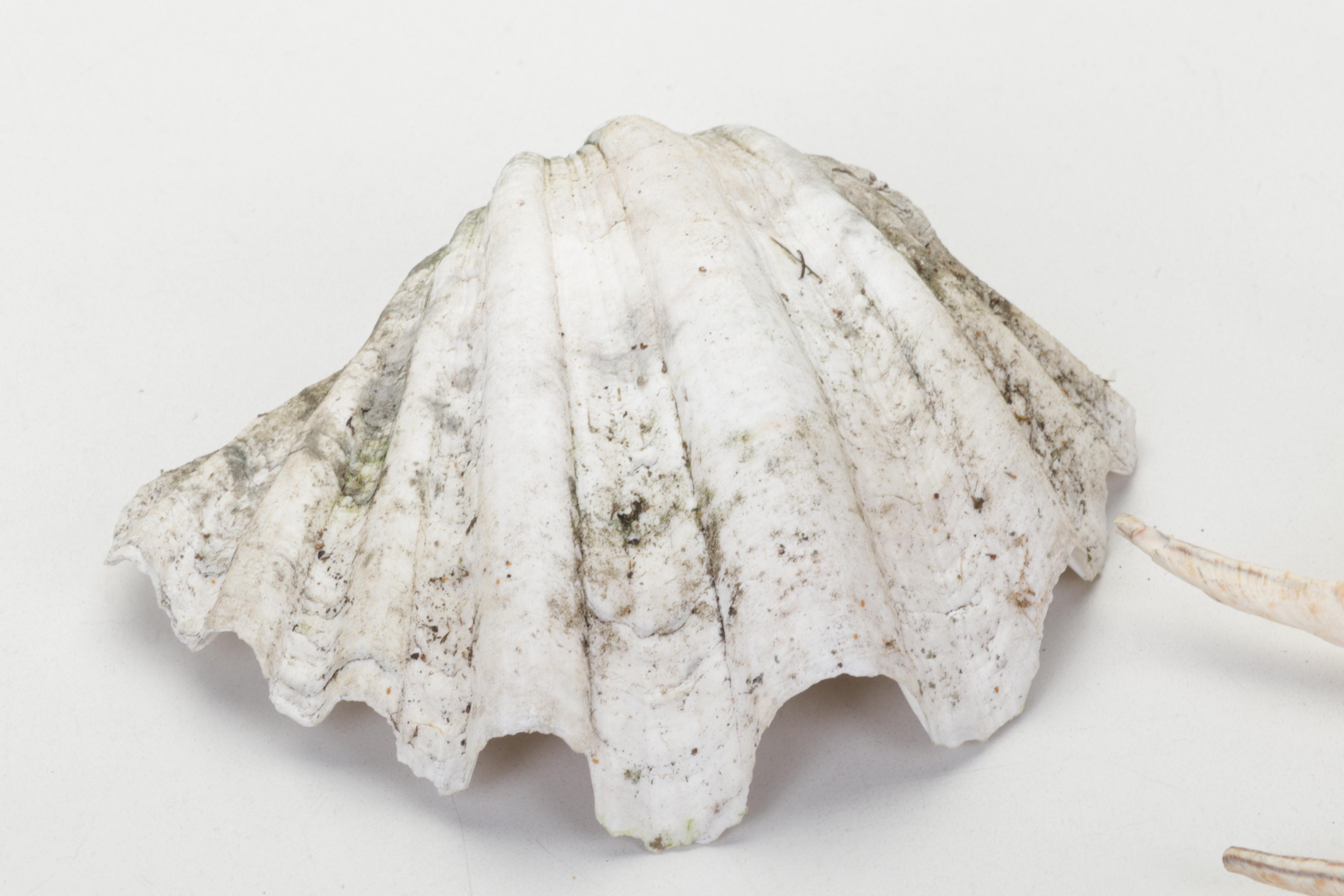 King Helmet Shell, Giant Clam, Cone, Cameo Cowrie and More Seashells