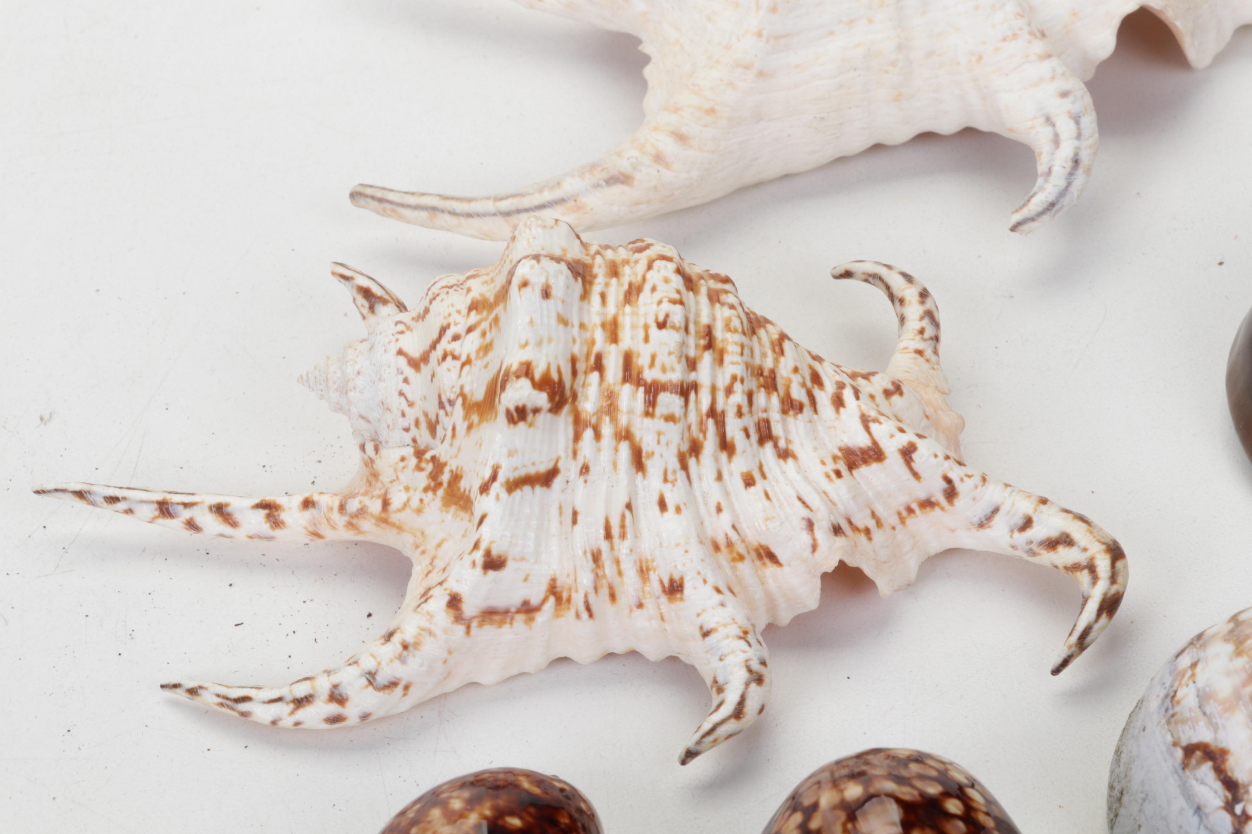 King Helmet Shell, Giant Clam, Cone, Cameo Cowrie and More Seashells