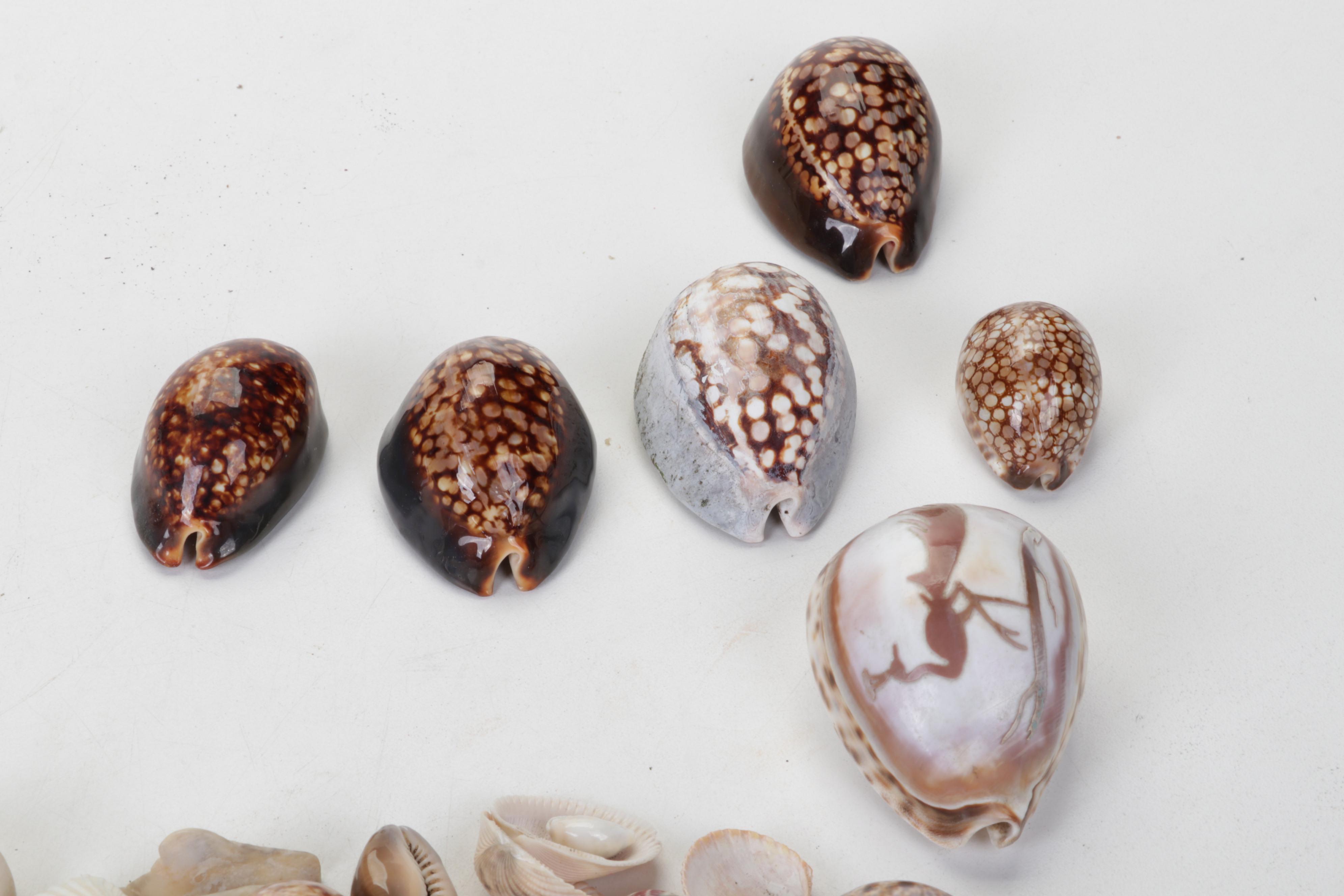 King Helmet Shell, Giant Clam, Cone, Cameo Cowrie and More Seashells