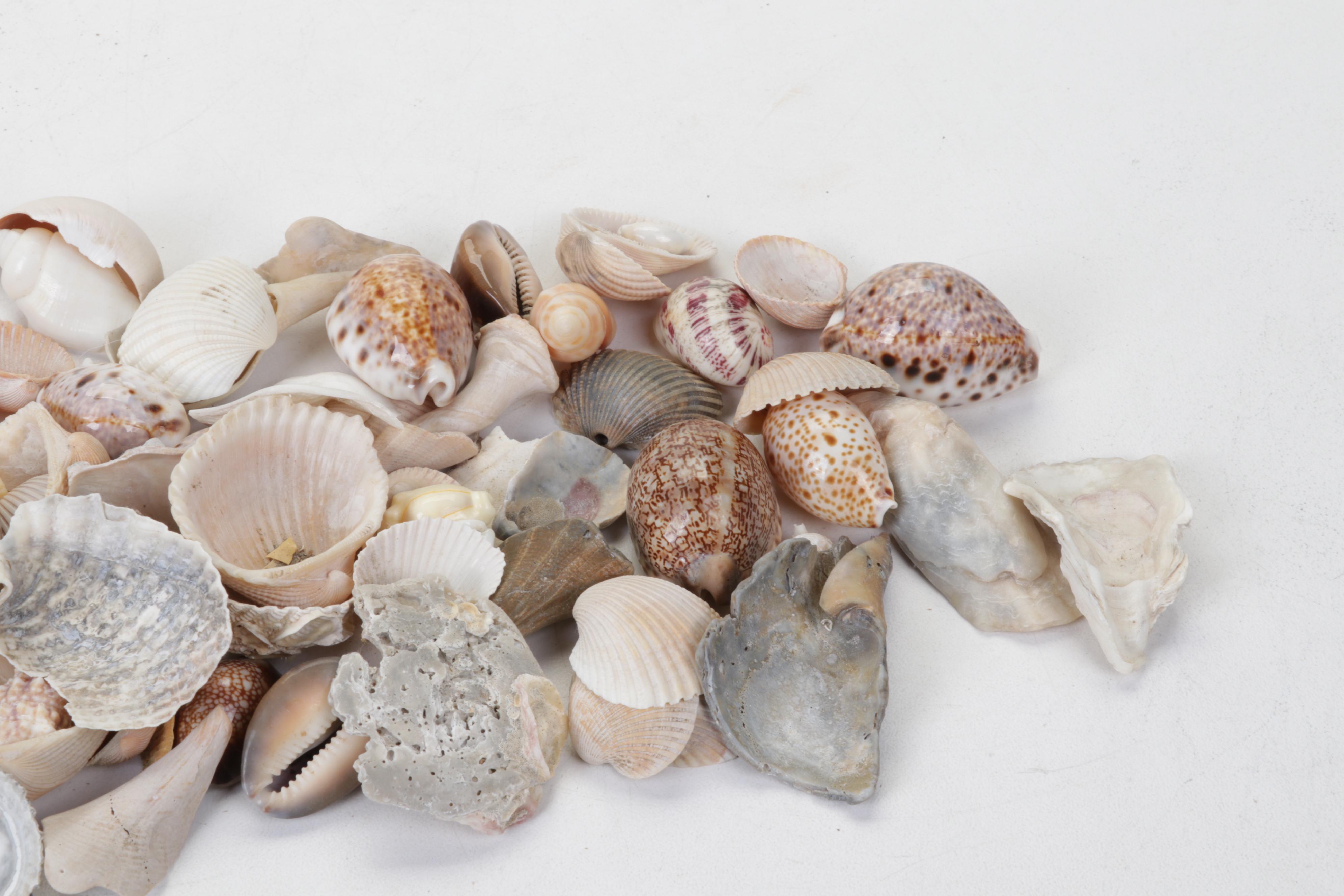 King Helmet Shell, Giant Clam, Cone, Cameo Cowrie and More Seashells
