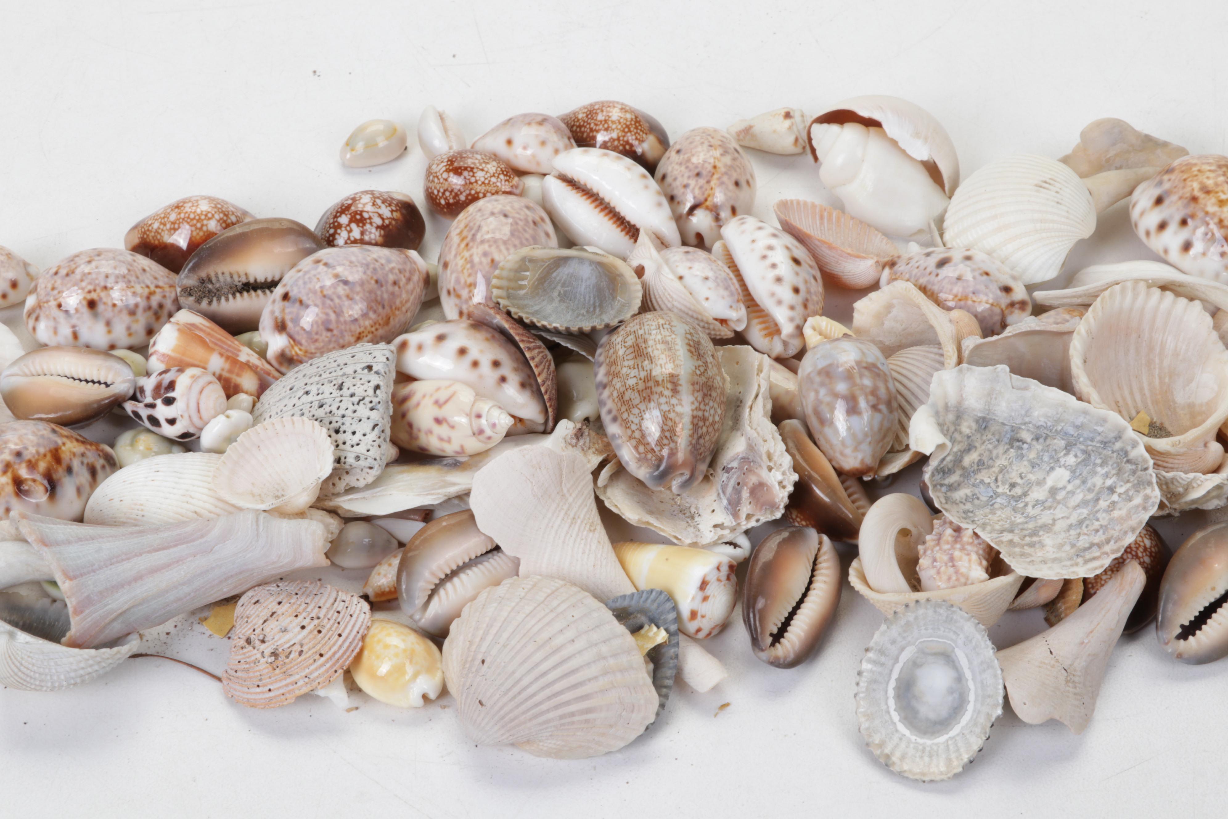 King Helmet Shell, Giant Clam, Cone, Cameo Cowrie and More Seashells