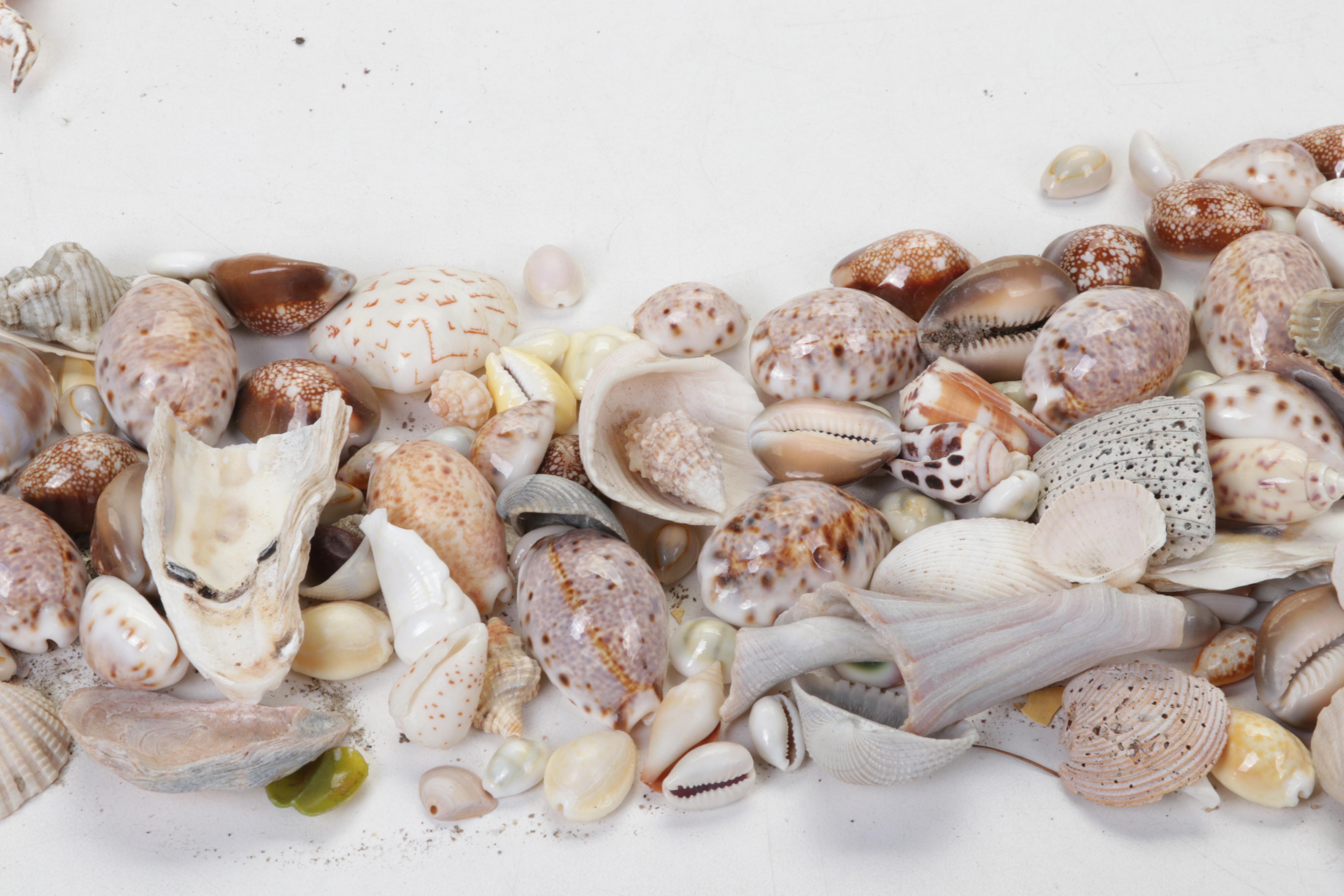 King Helmet Shell, Giant Clam, Cone, Cameo Cowrie and More Seashells